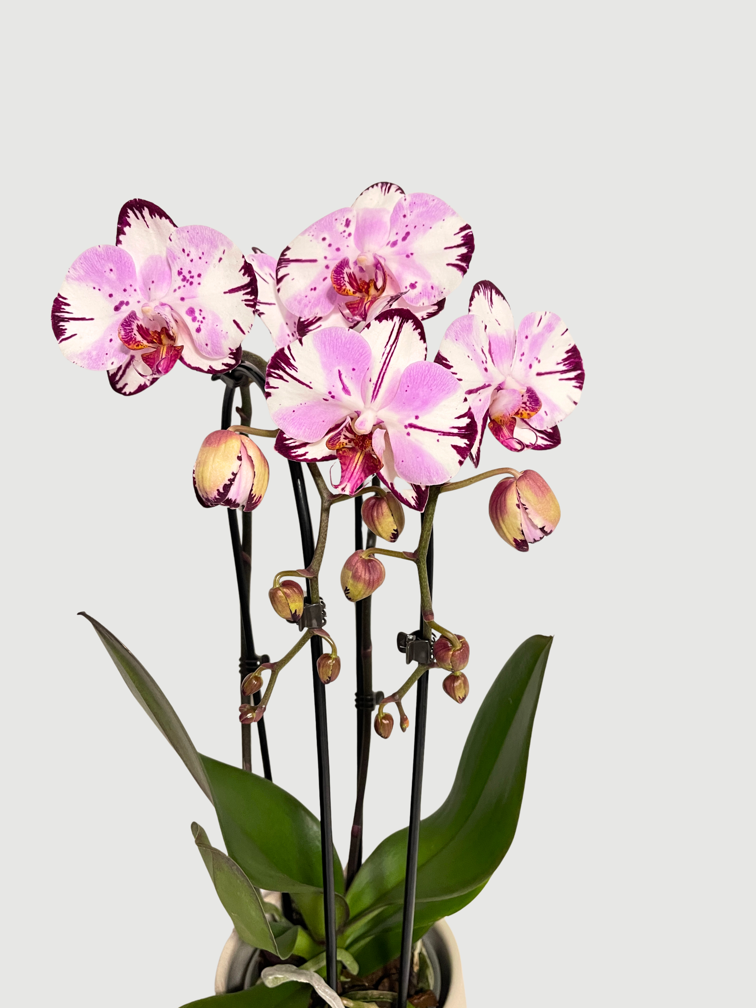 Phalaenopsis_Magic_Art_-_Rare_Orchid_-_50-60cm