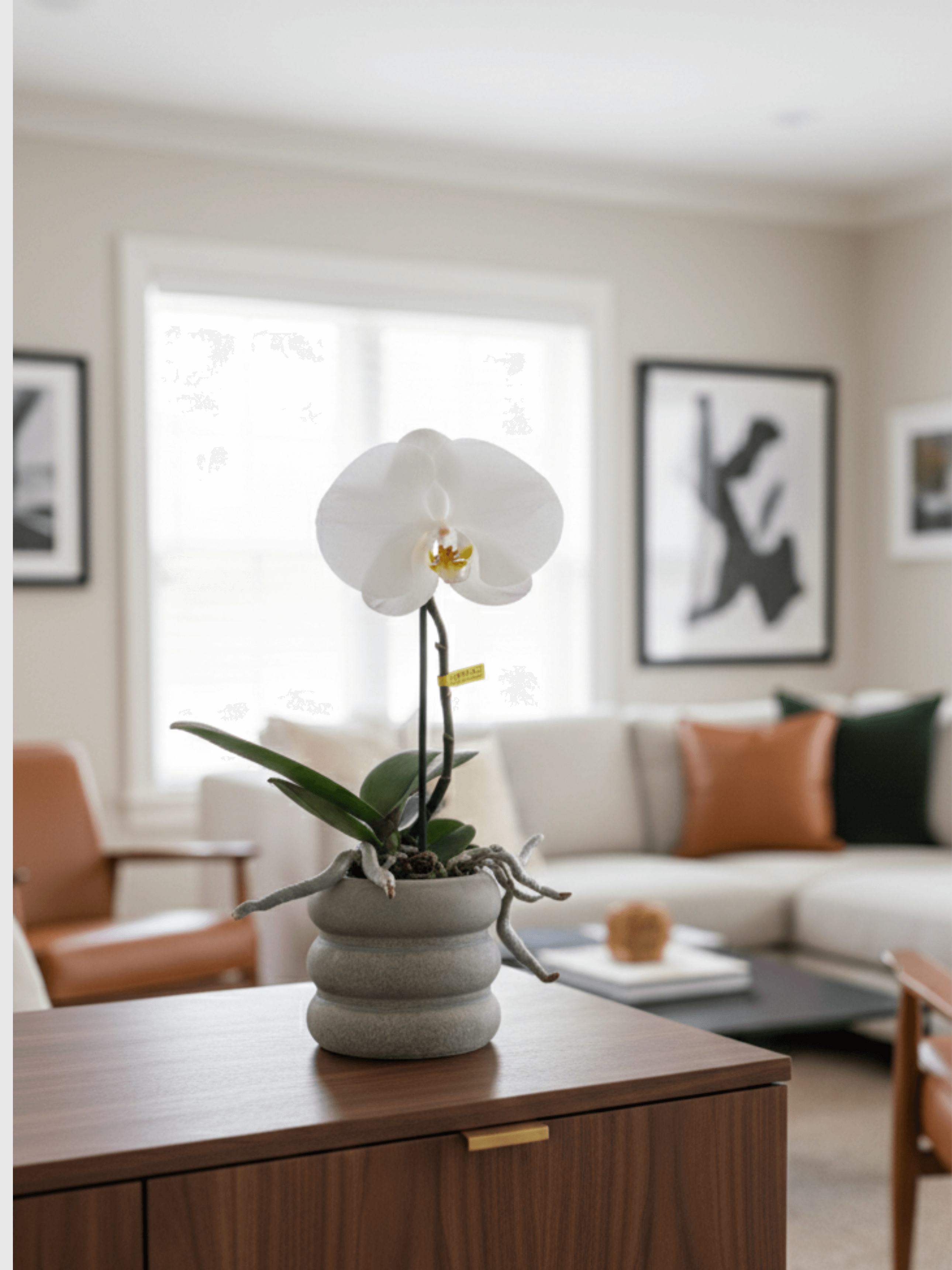 Phalaenopsis_Singolo_XXL_Flower_Pet_Safe_Indoor_Plant_in_Multiple_Colours