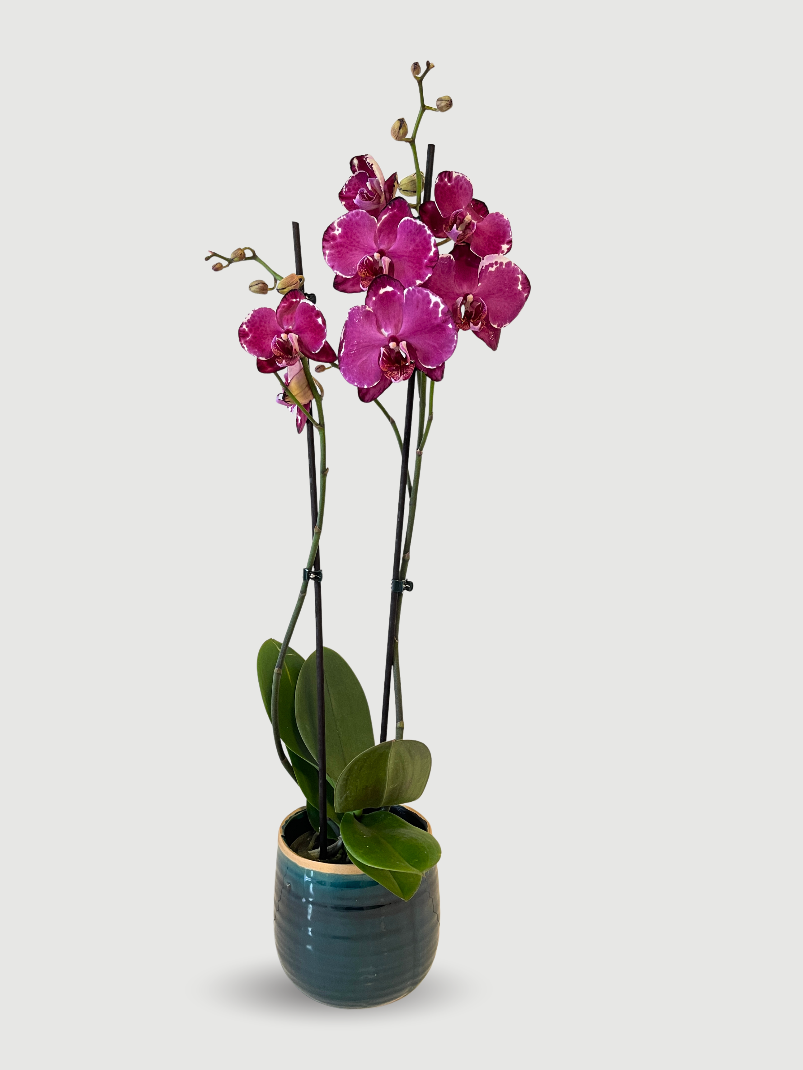 Phalaenopsis Malwina Orchid | 2-Stems in bloom, Purple, 70cm