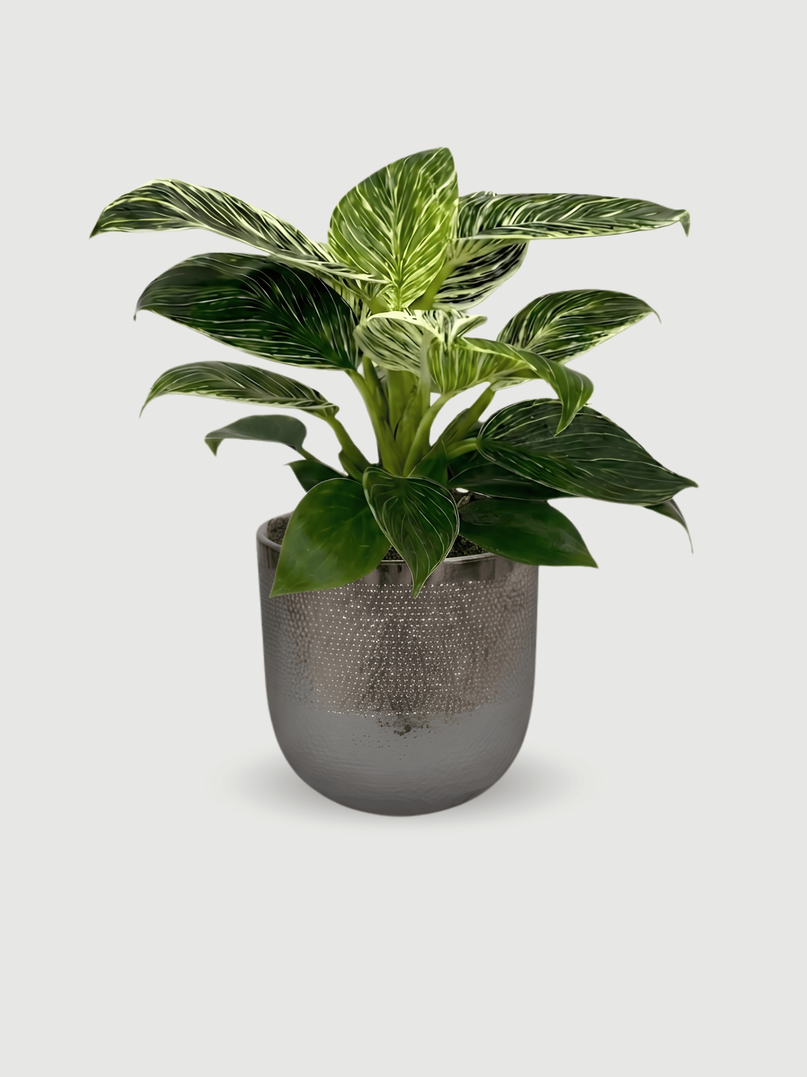Philodendron Birkin in Silver Metal Pot, Plant & Pot Bundle