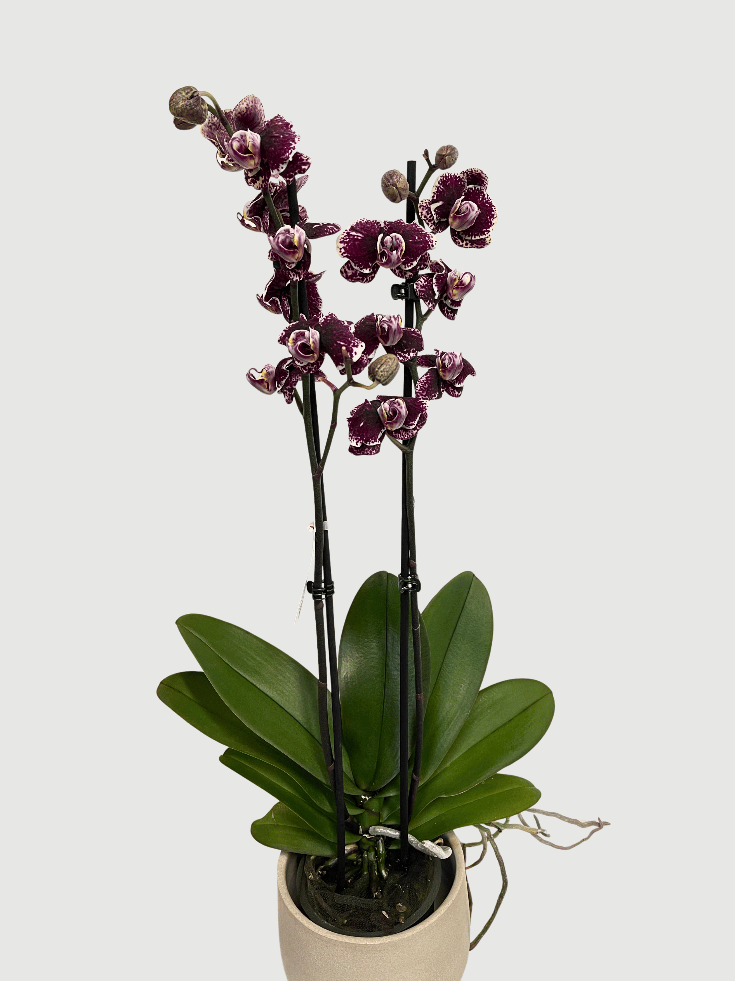 Phalaenopsis Orchid | Limited Edition
