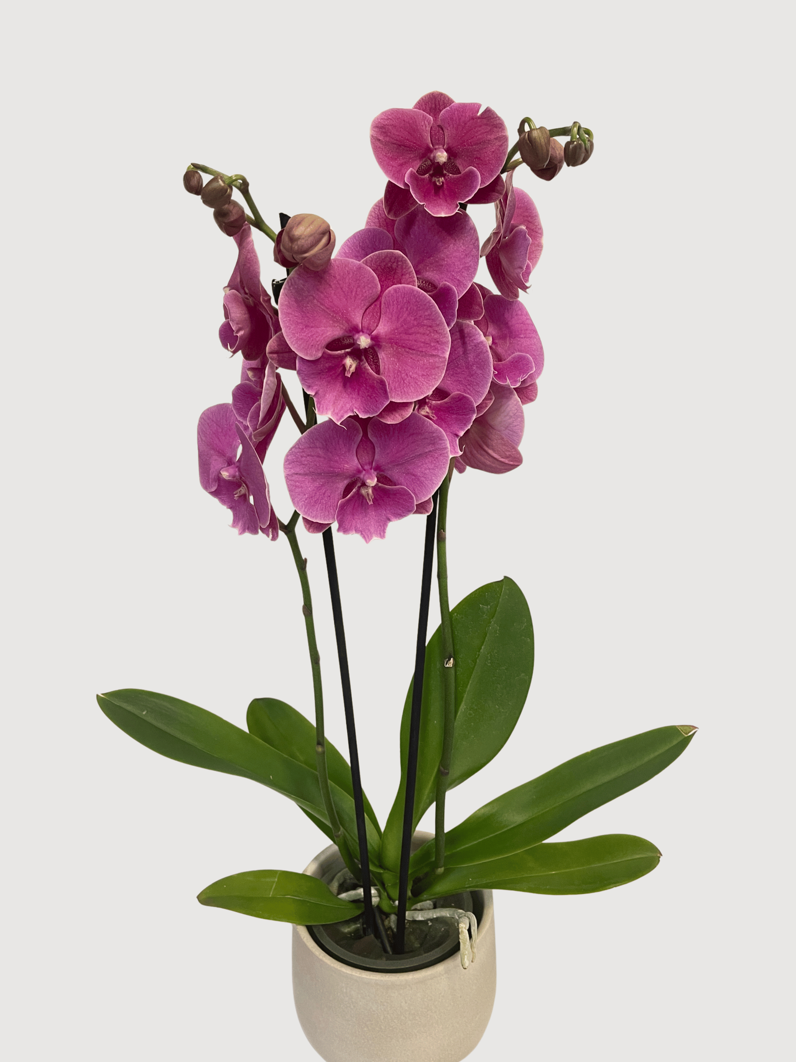 Purple Big Lip Phalaenopsis Orchid | Rebel Plants UK