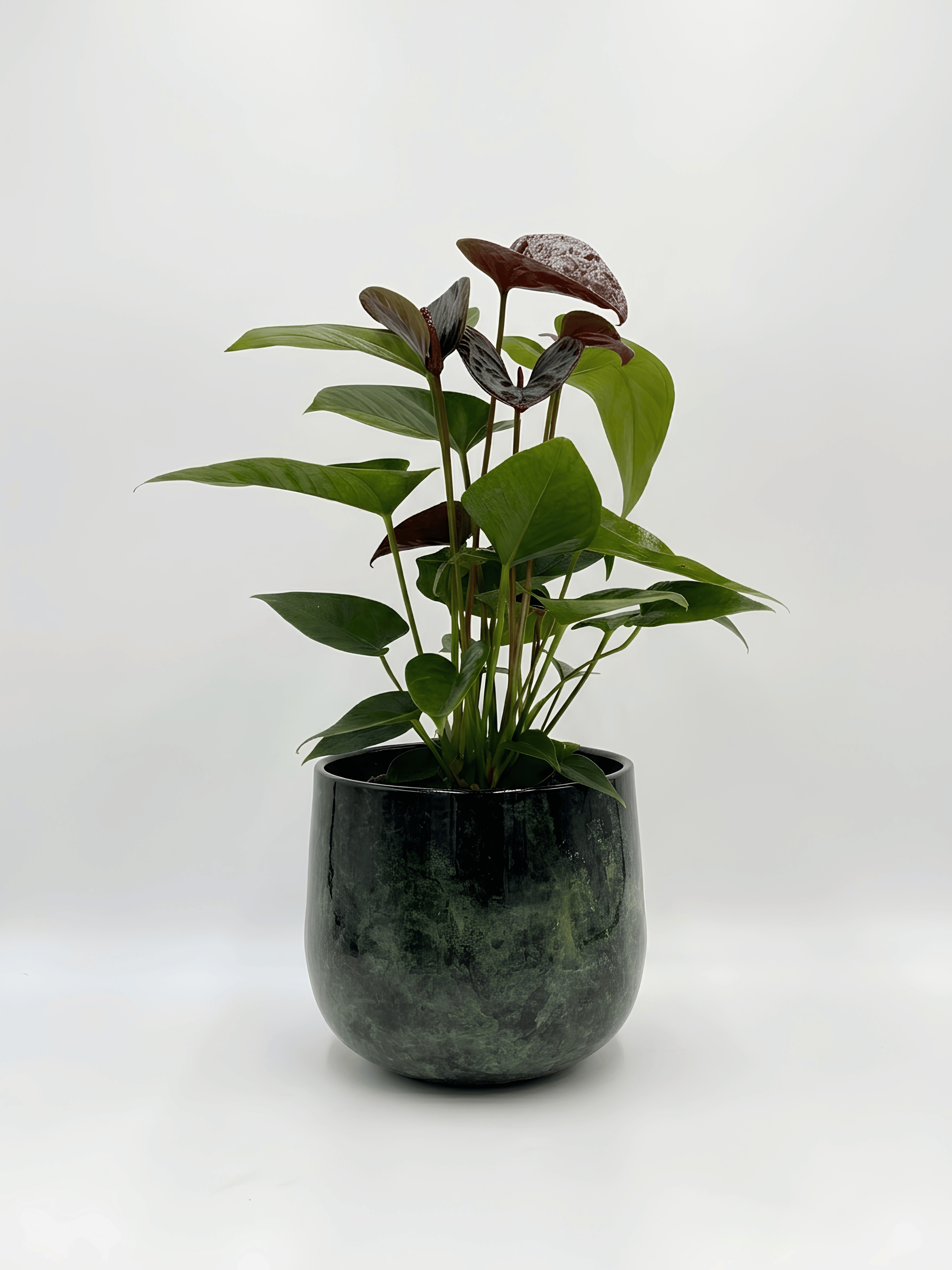 Anthurium Black Love Plant in Green Metal Planter | Plant & Pot Bundle