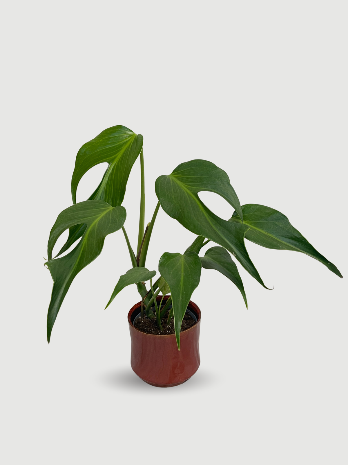 Monstera Burle Marx Flame | The Ultimate Rare Collector Houseplant
