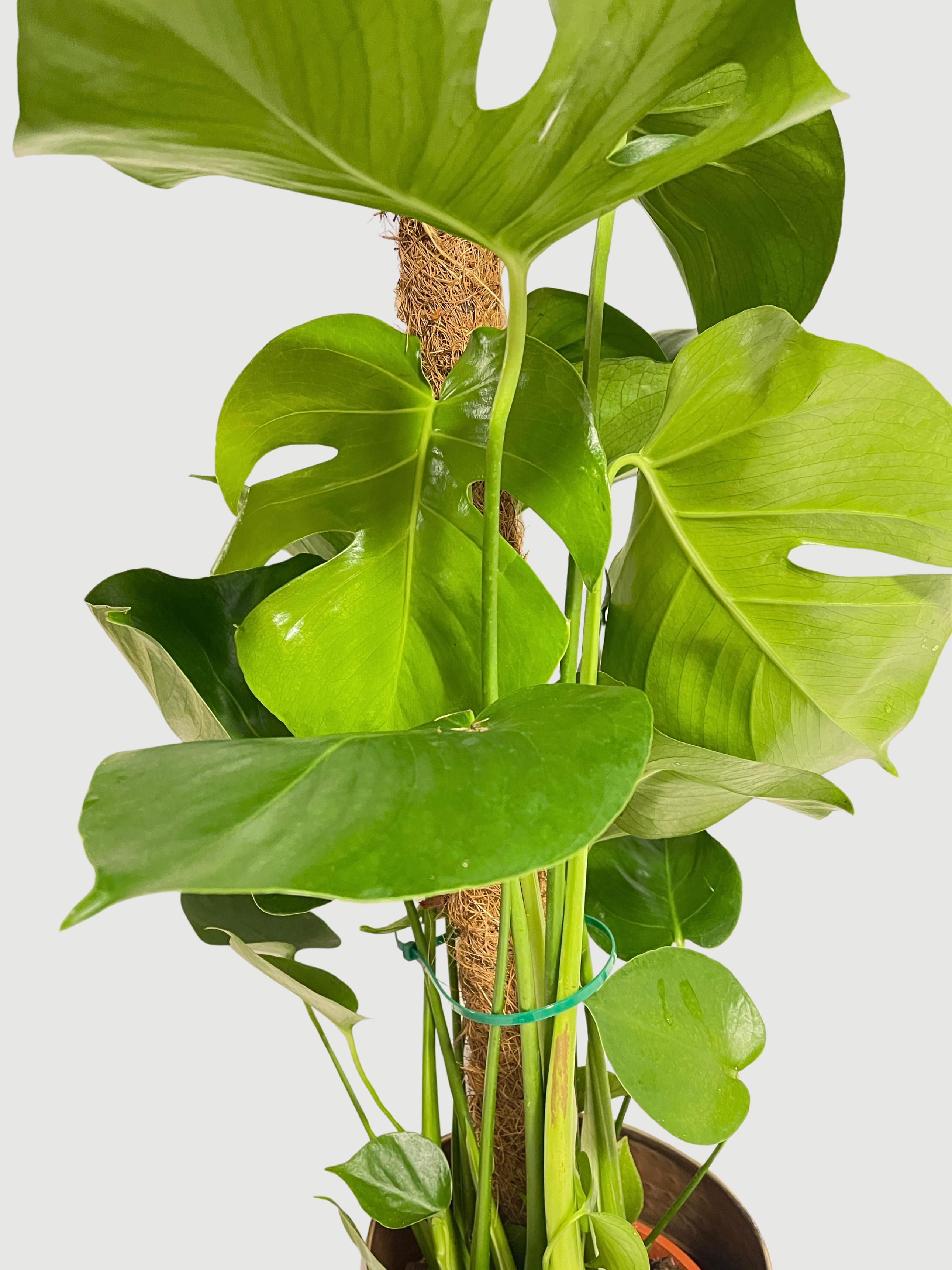 Monstera deliciosa | Swiss Cheese Plant on Moss Pole, 80-90cm, Exact Plant