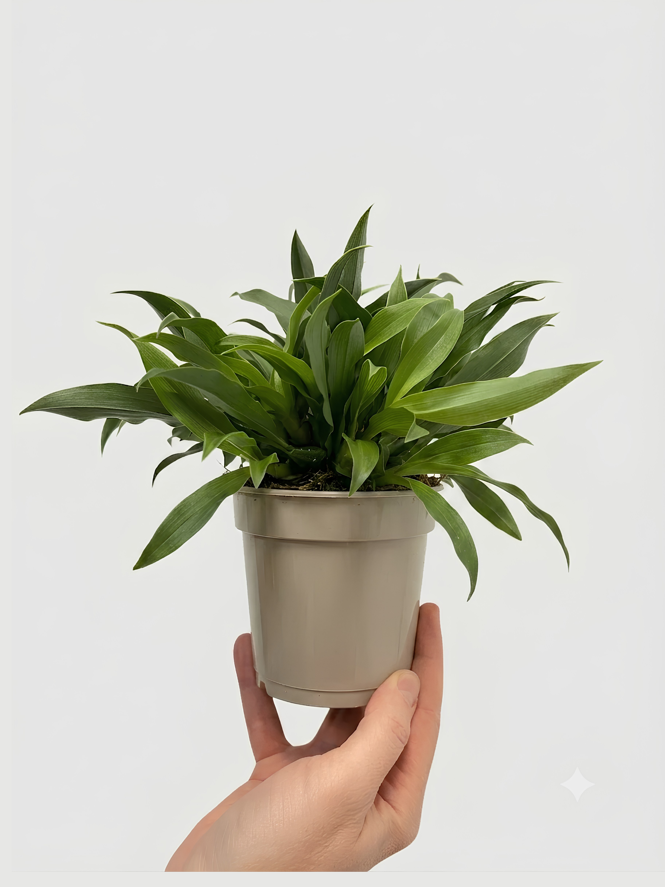 Promenaea Sunlight Orchid | Compact Yellow Flowering Plant | Rare Finds