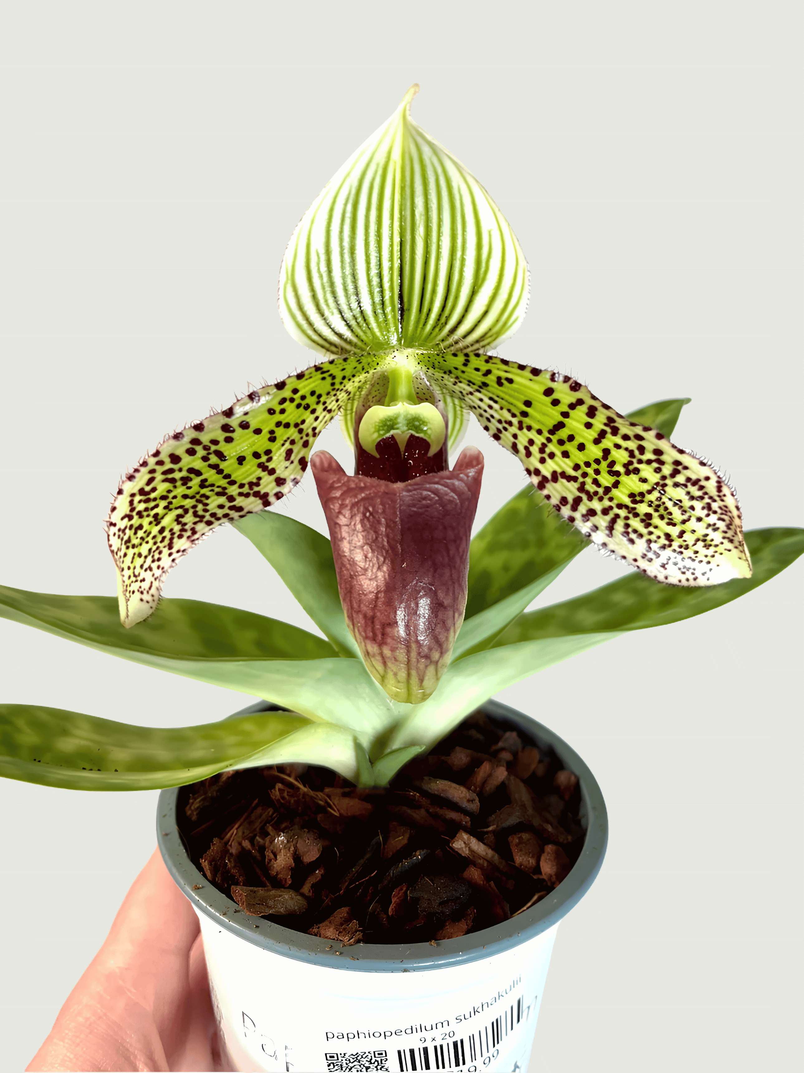 Venus Slipper Orchid – Paphiopedilum Hybrids | Rare