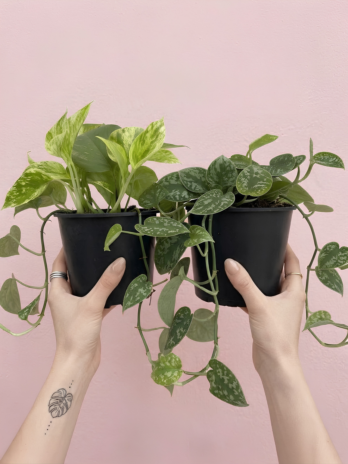 Pothos Houseplant Bundle, Trailing Plants, Air Purifying Plants