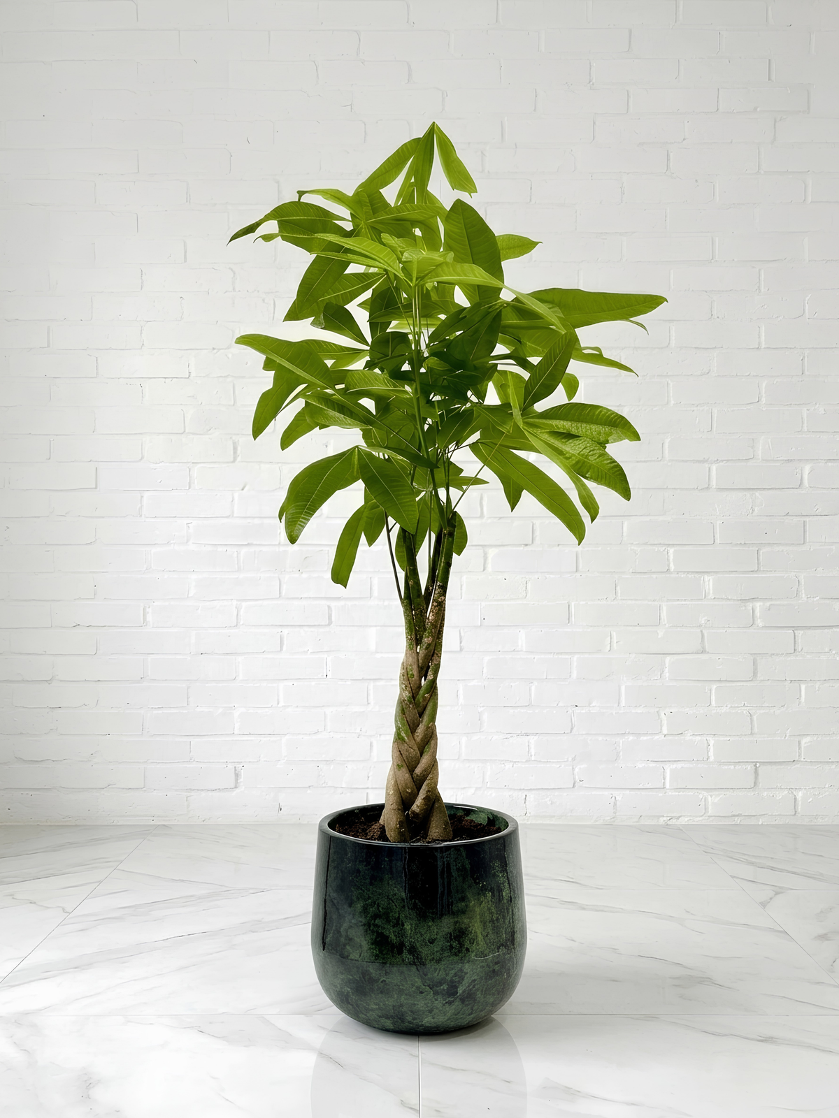 Pachira Aquatica, Money Tree in Metal Plant Pot, Plant & Pot Bundle