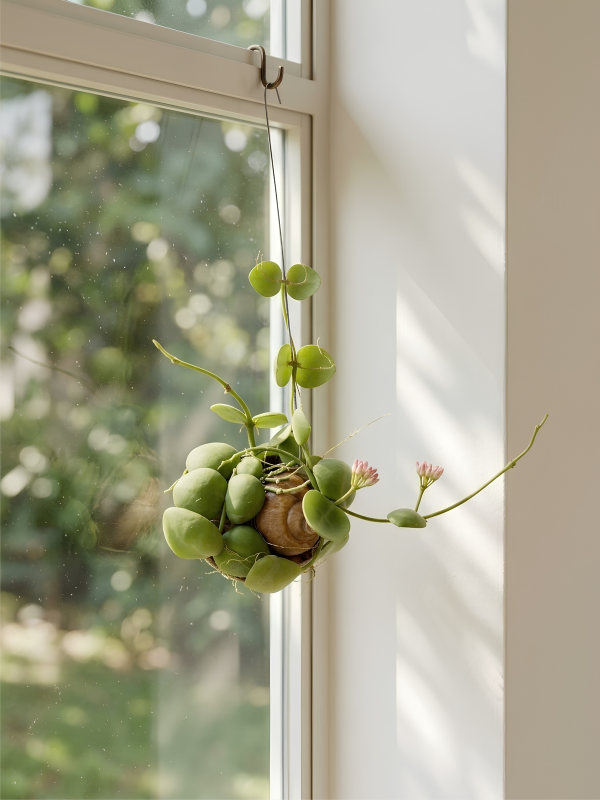Dischidia pectenoides | Rare succulent - Trailing Houseplant