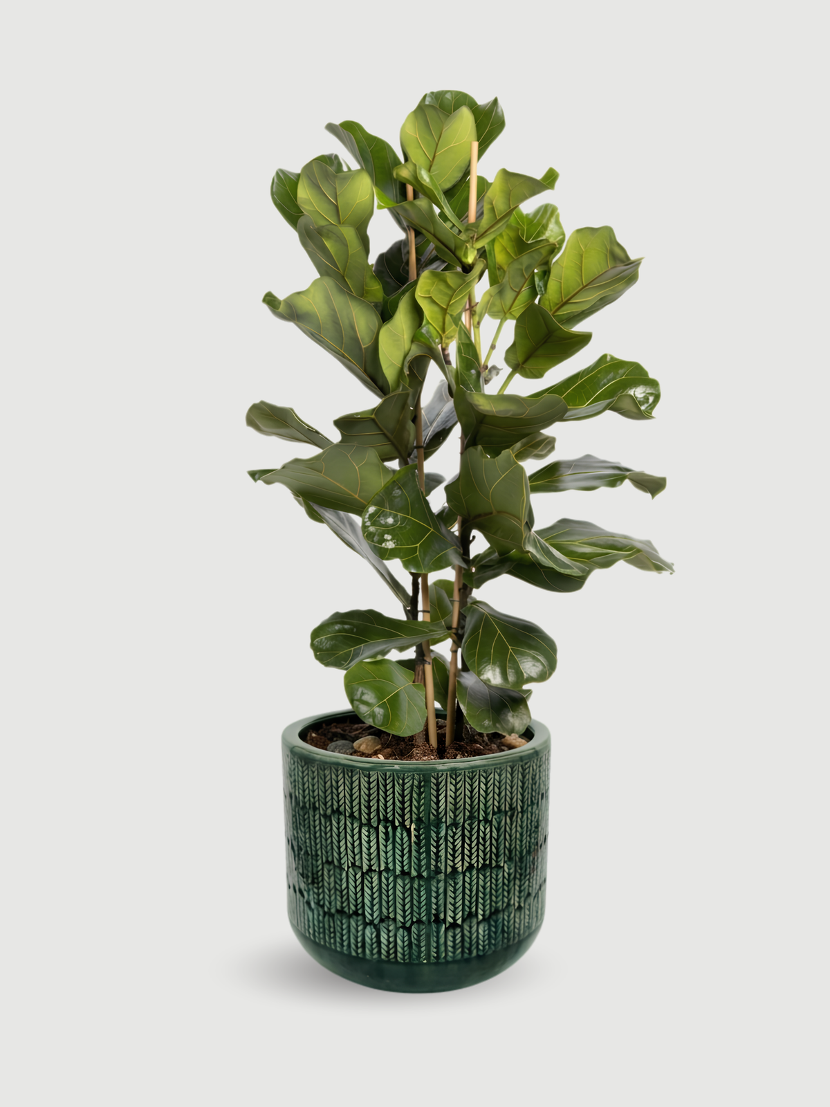 Fiddle leaf fig tree - Ficus Lyrata - Large Leaf Indoor Tree