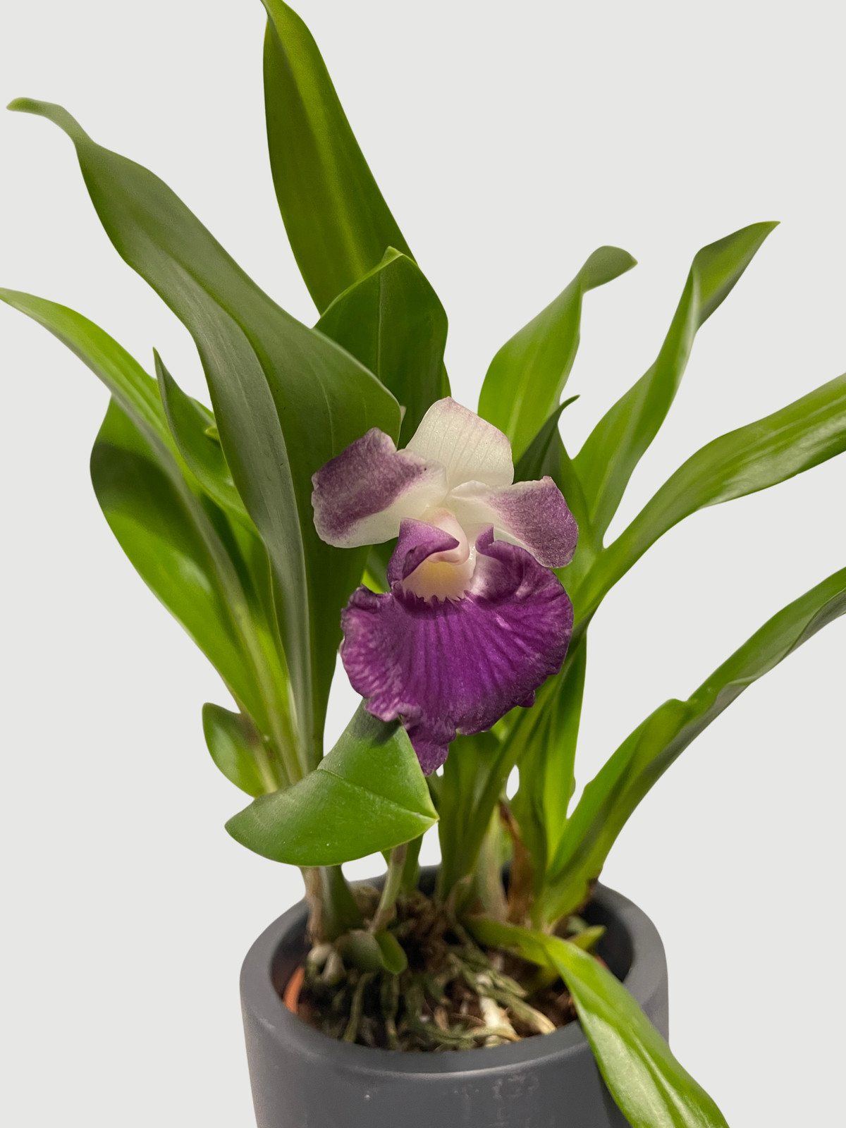 Warczewiczella discolor (Cochleanthes discolor) Mix