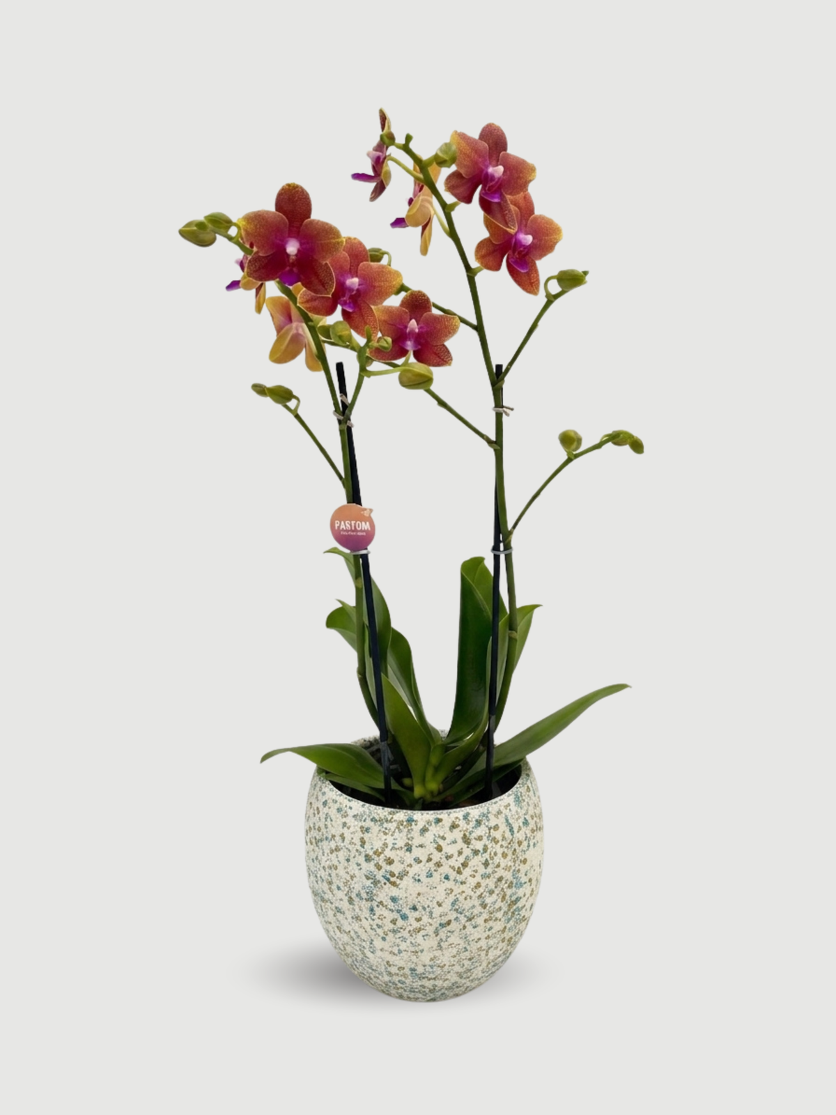 Fragrant Orchid Bolgheri | Rare Scented Phalaenopsis UK
