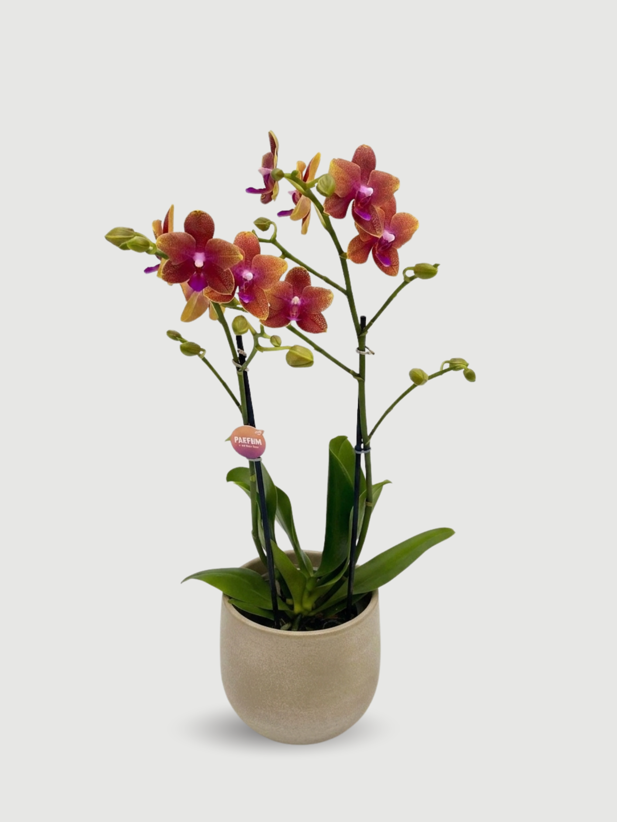 Fragrant Orchid Bolgheri | Rare Scented Phalaenopsis UK
