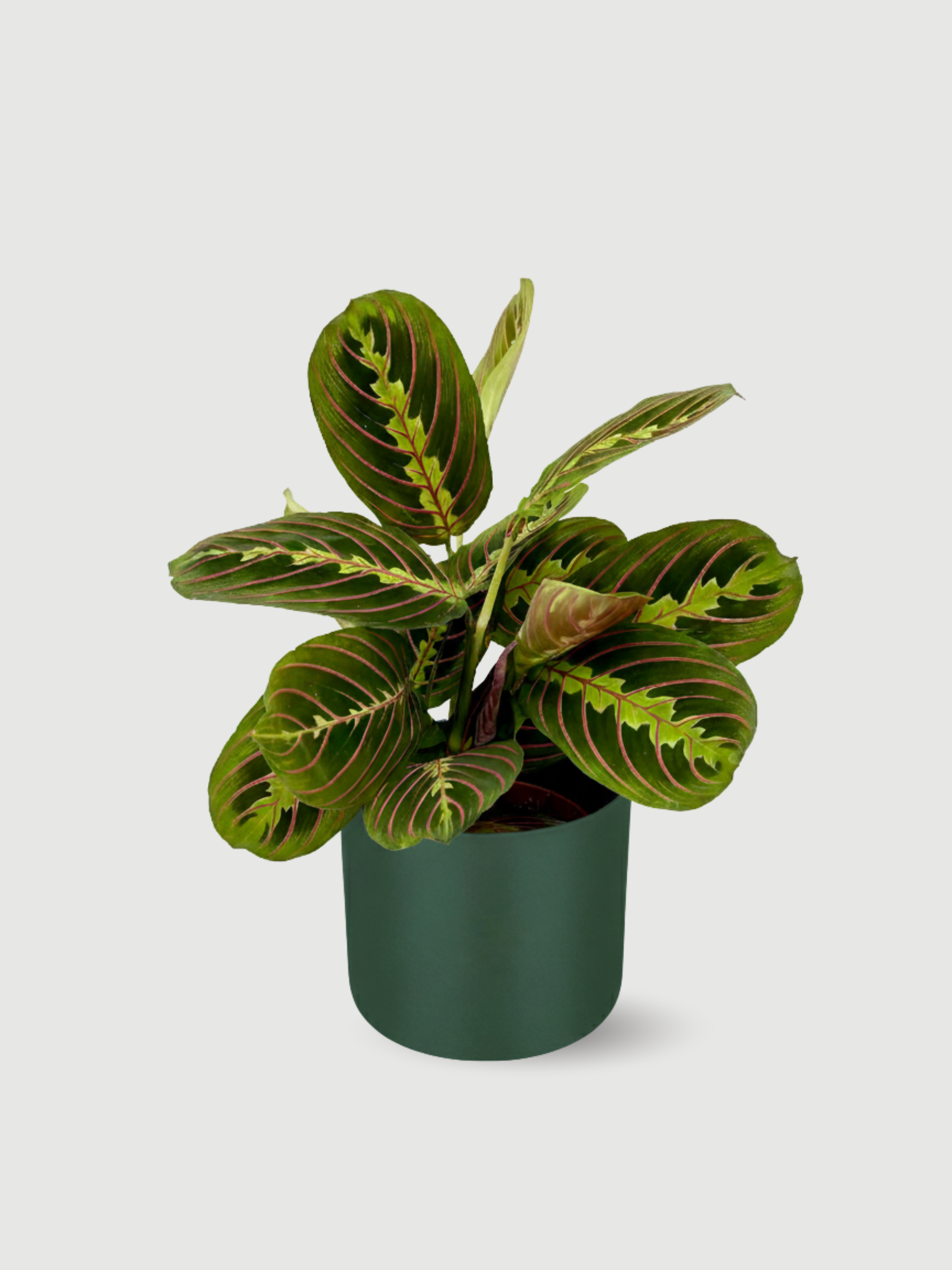 Plant with pots, Maranta (Prayer Plant) in Blue Pot, Gift Idea
