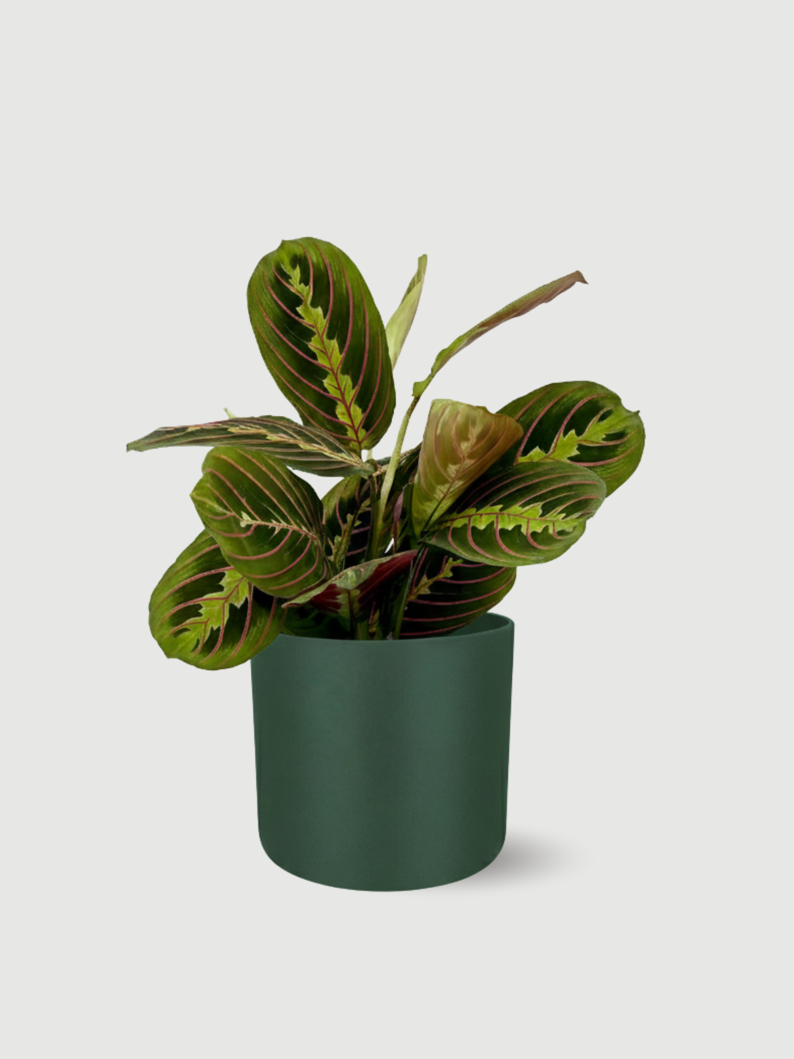Plant with pots, Maranta (Prayer Plant) in Blue Pot, Gift Idea