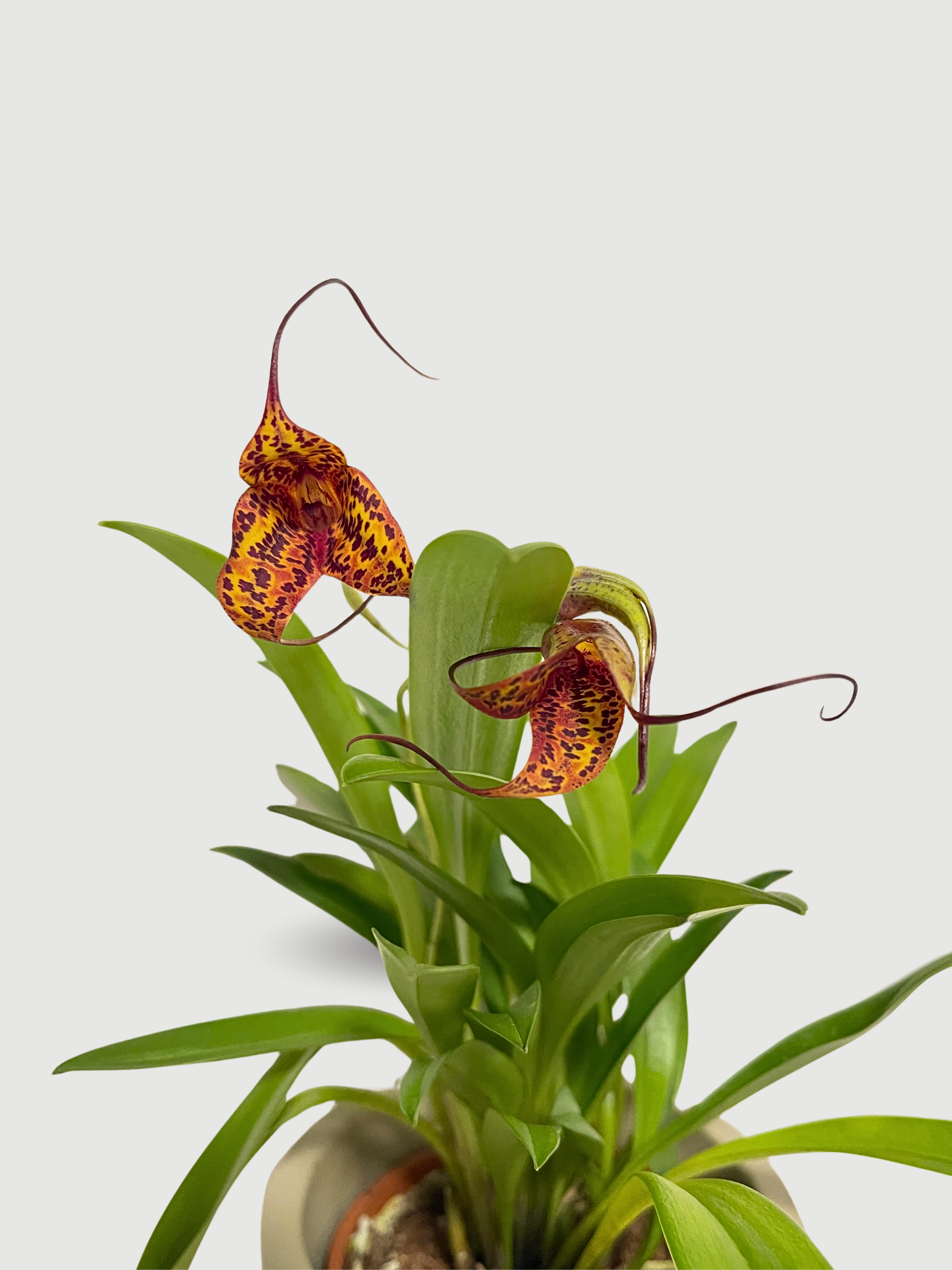 Masdevallia Orchid, Flag Orchid, Rare Find, Pet Safe Houseplants
