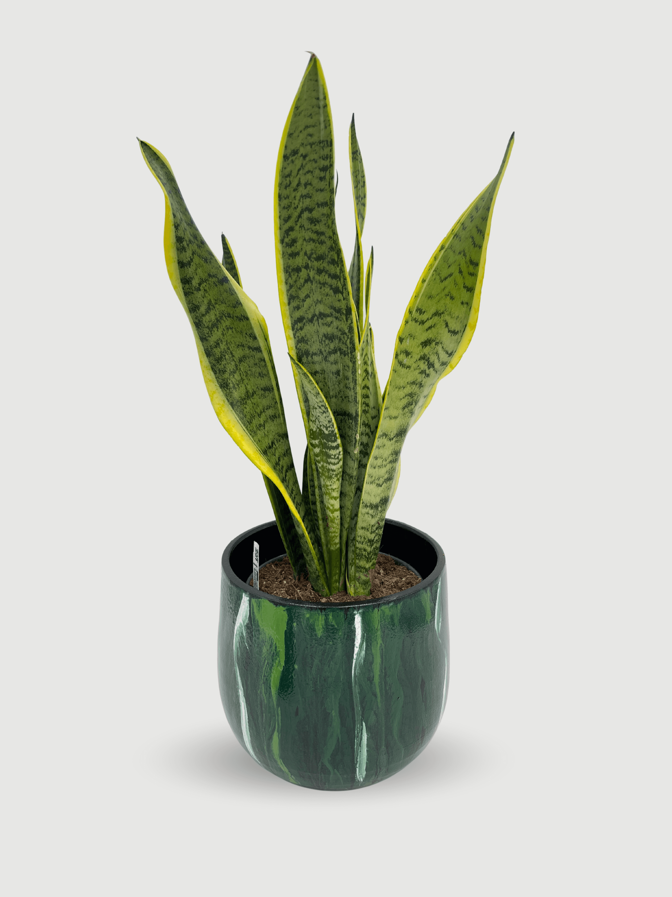 Sansevieria_Trifasciata_Laurentii_-_Large_Snake_Plant_-_Houseplant_75-80cm