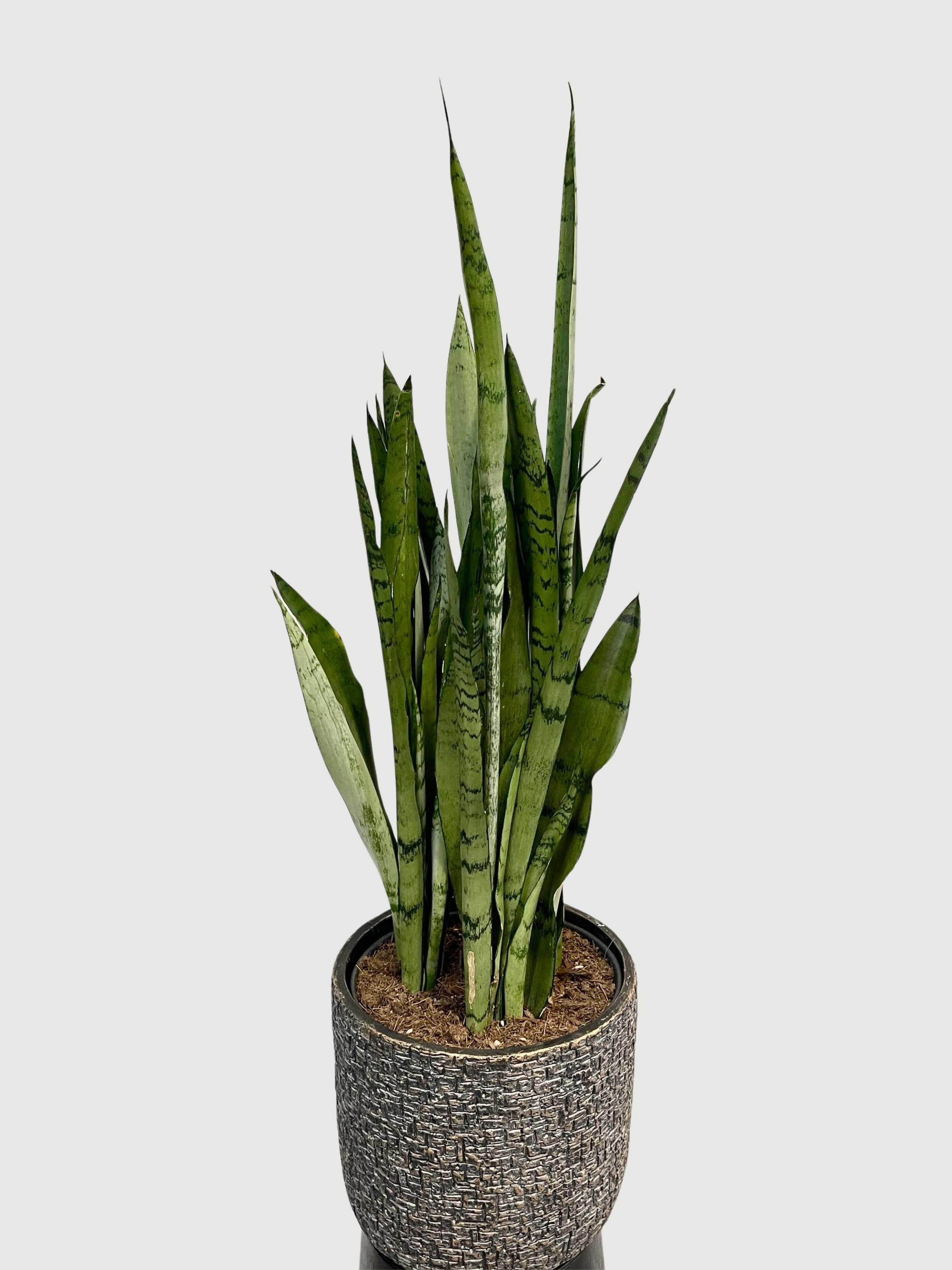 Sansevieria_trifasciata_Silver_Mist_90cm_Hardy_Houseplant_Air_purifying_plant