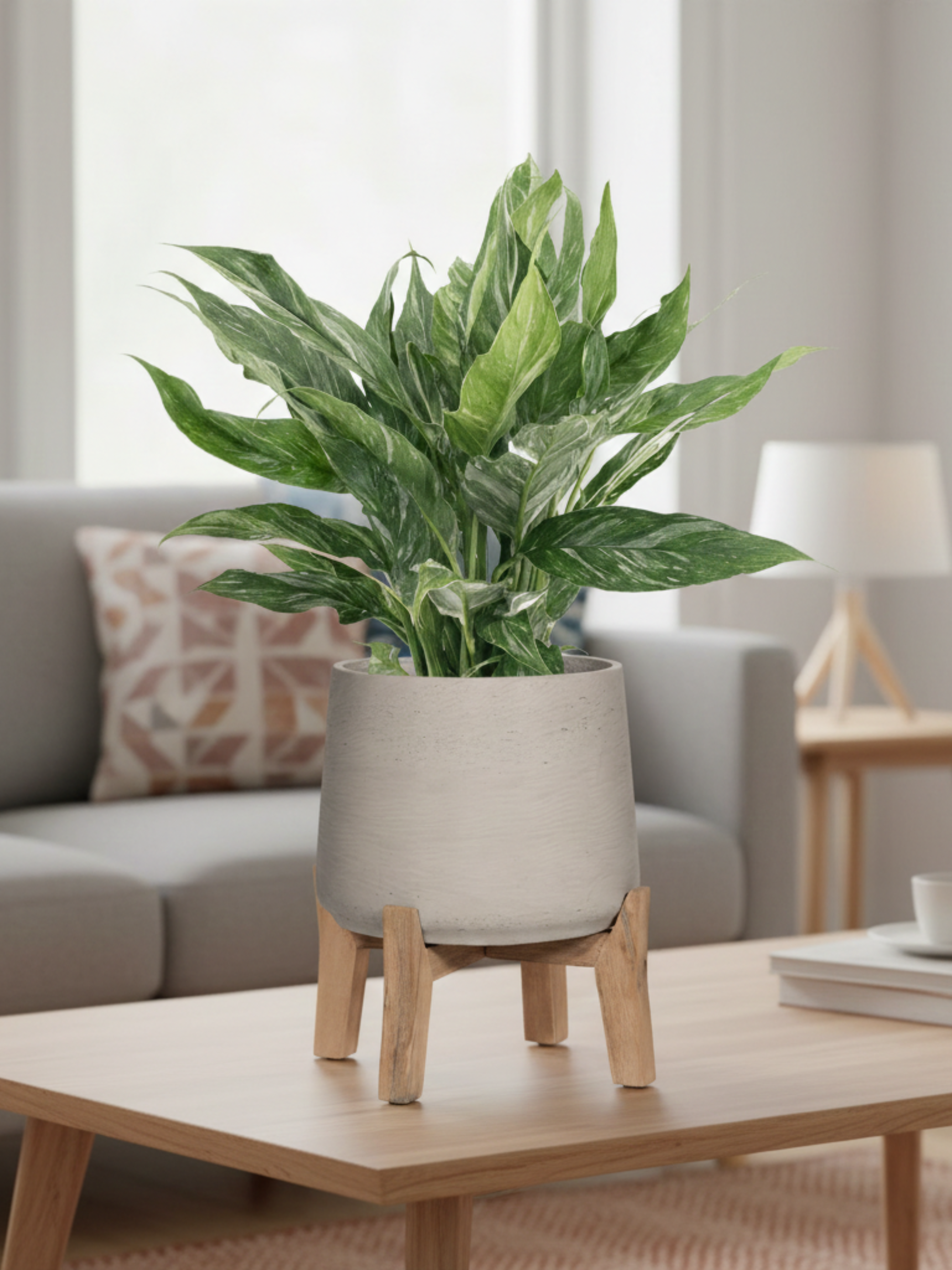 Spathiphyllum_Diamond_Variagata__Peace_Lily