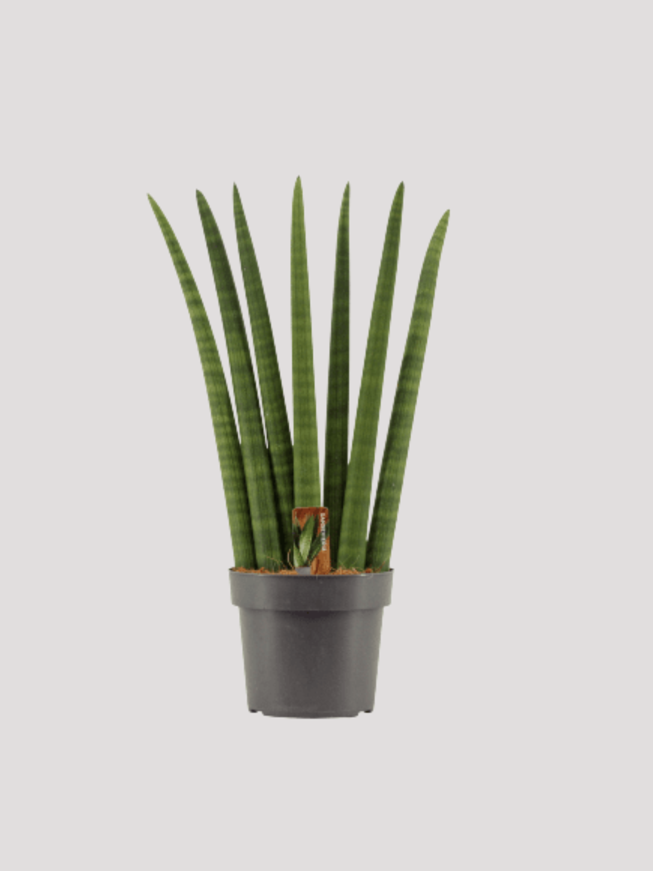 Sansevieria Cylindrica Fan, Snake Plant