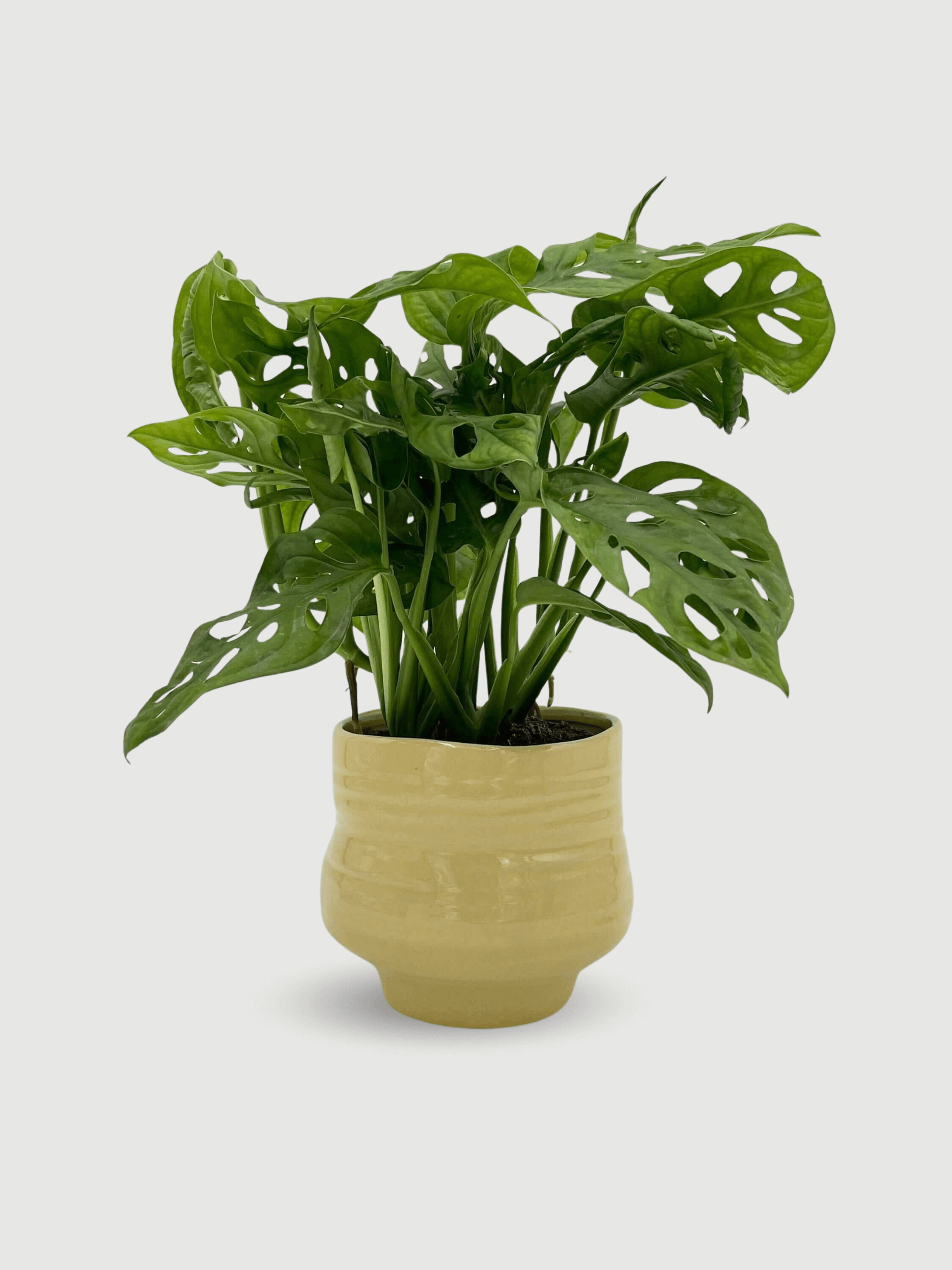 Veerle_Handmade_Ceramic_Plant_Pot_Yellow_D15_cm_Orchid_Pot
