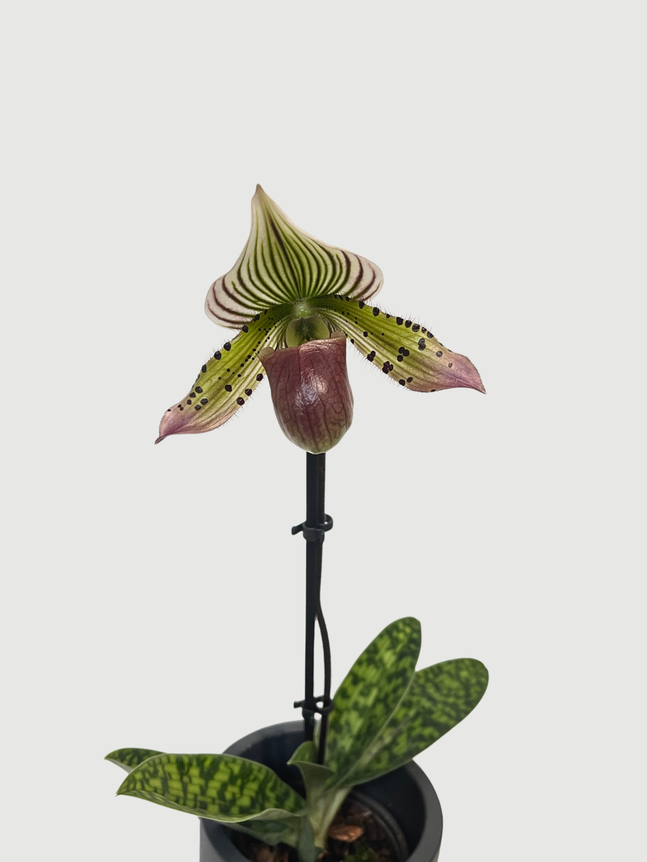 Venus Slipper Orchid – Paphiopedilum Hybrids | Rare