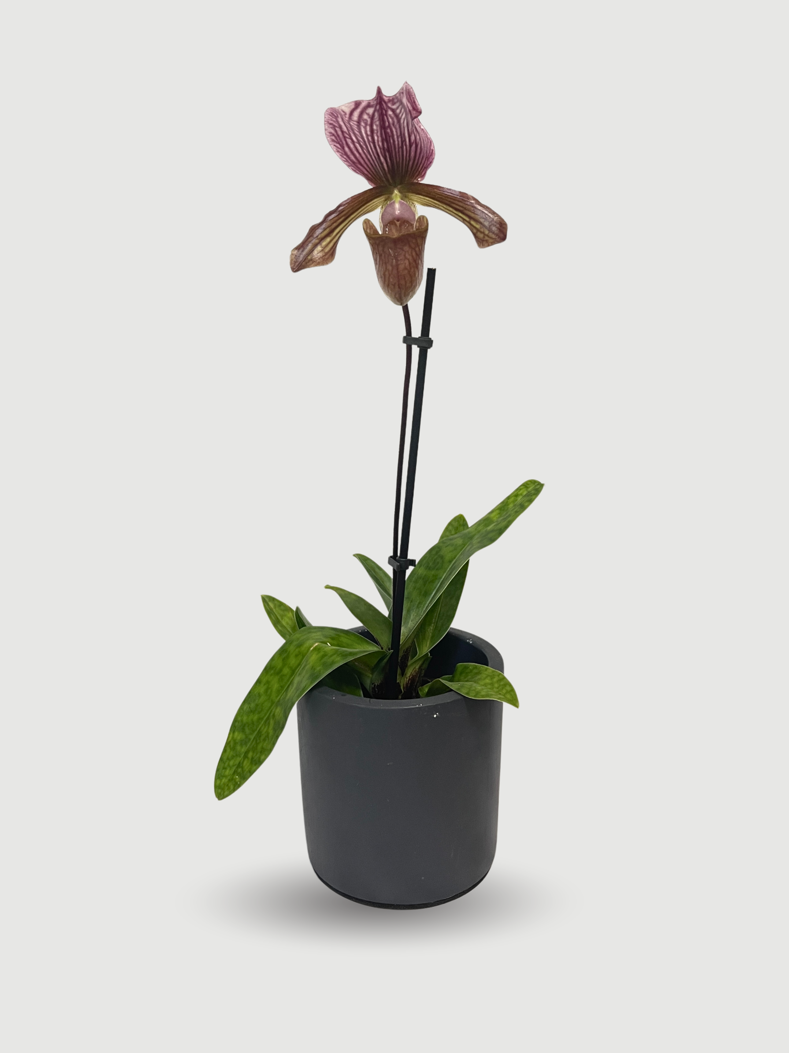 Venus Slipper Orchid – Paphiopedilum Hybrids | Rare