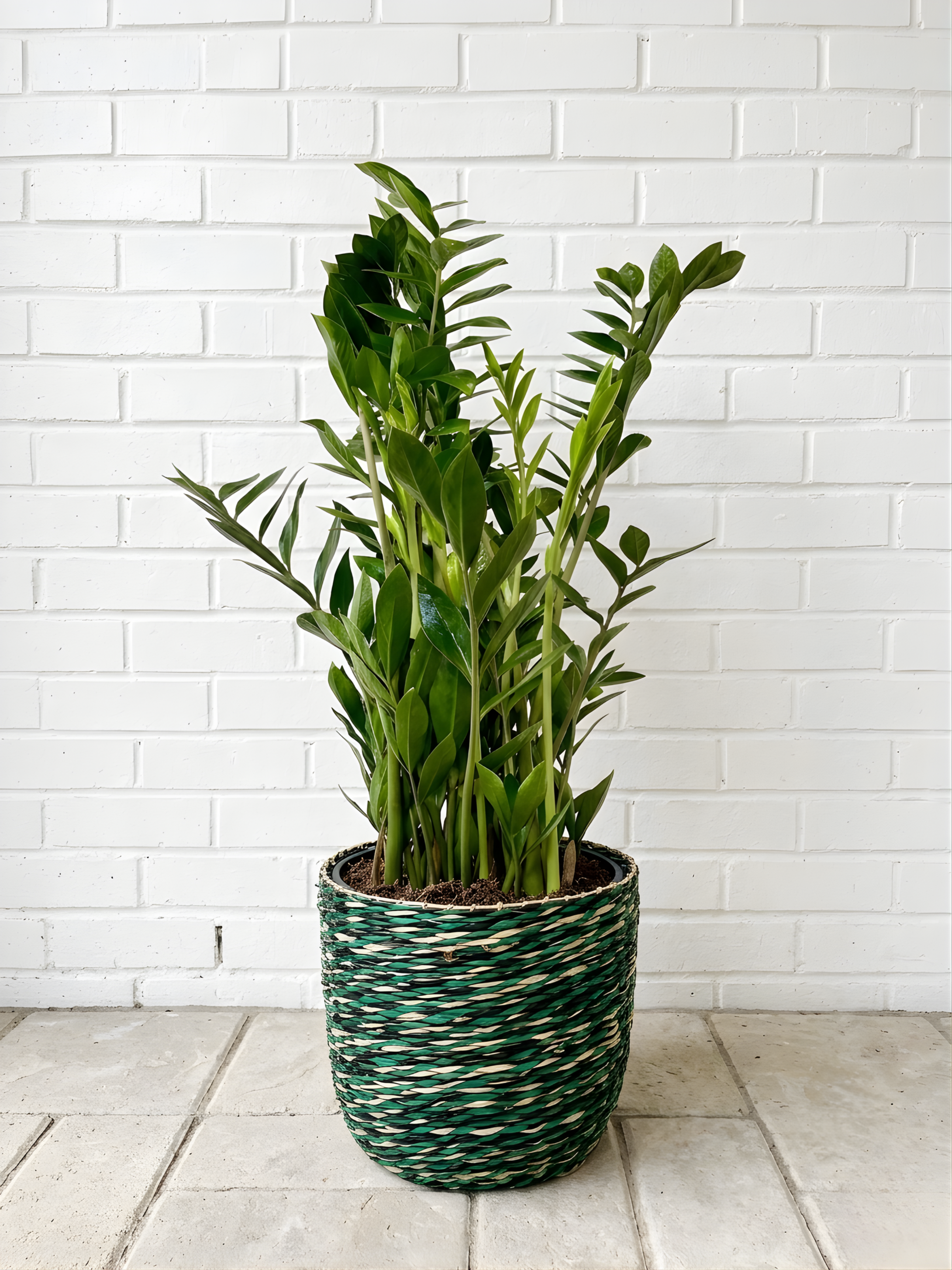 ZZ Plant, Zamioculcas Zamiifolia (70-80cm) in Green Woven Basket