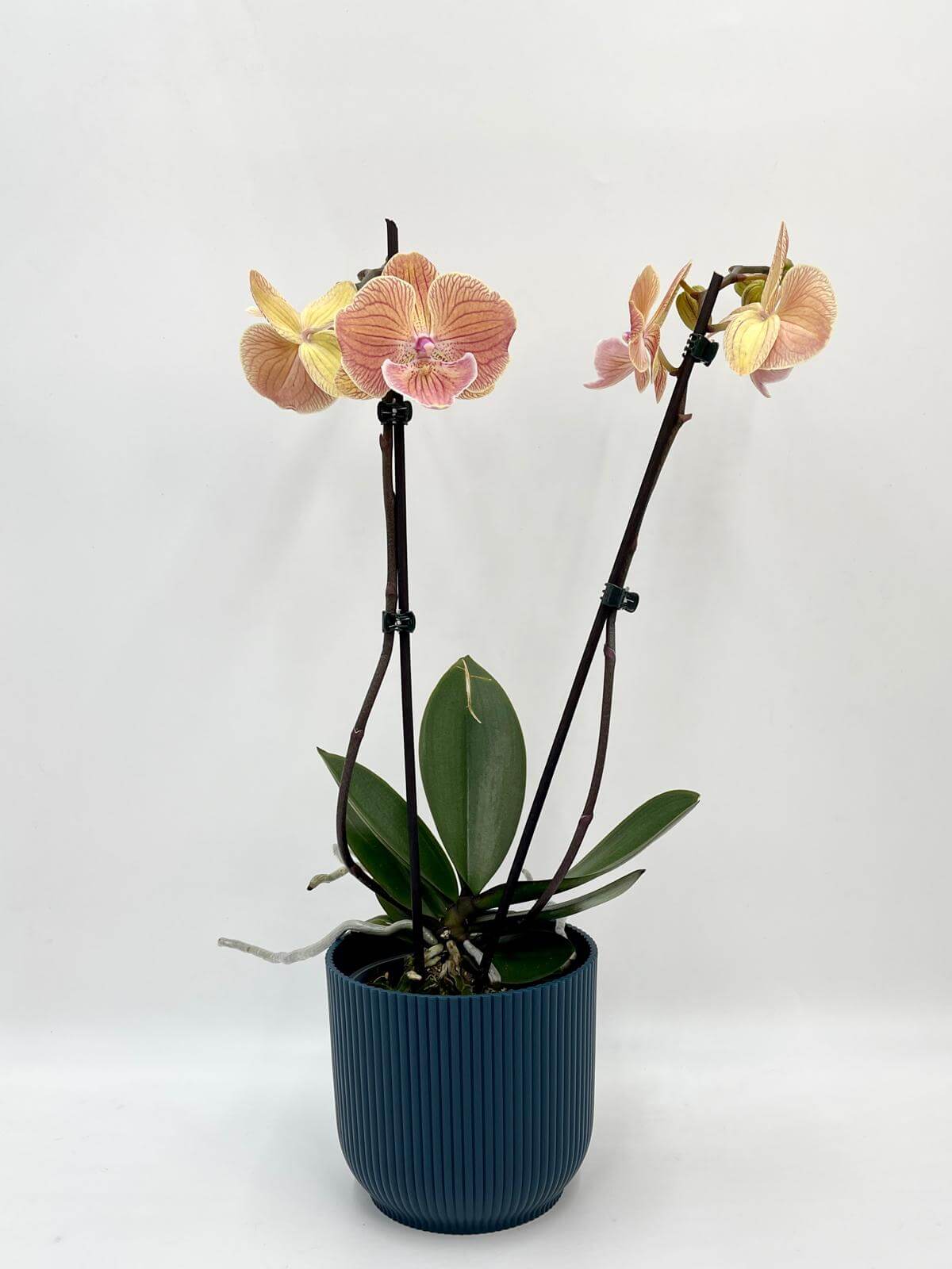 Phalaenopsis Special Edition, Big Lip Orchid, 50cm