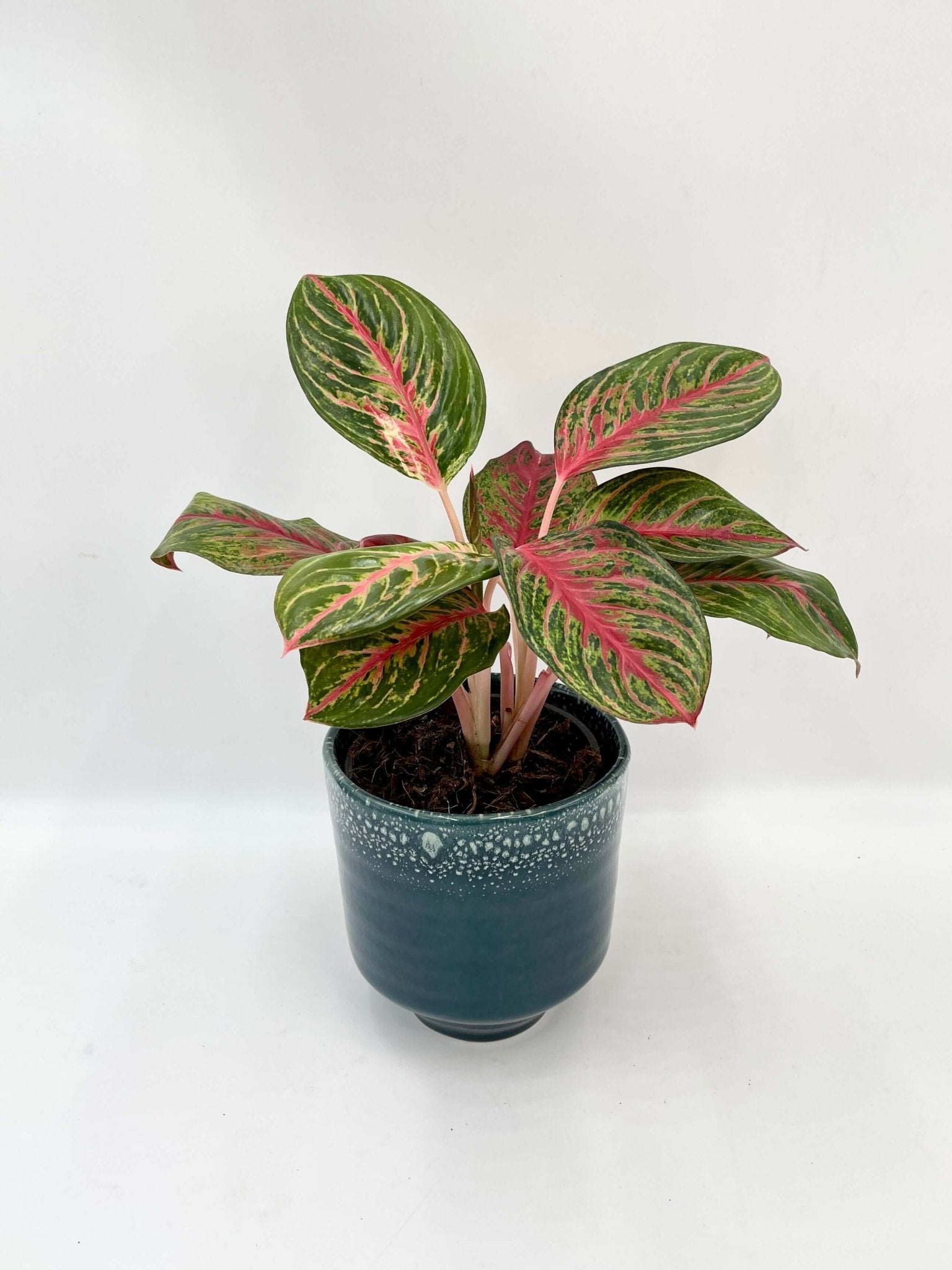 Aglaonema Beauty - Chinese Evergreen Houseplants, Ideal Gift for Plant Lovers