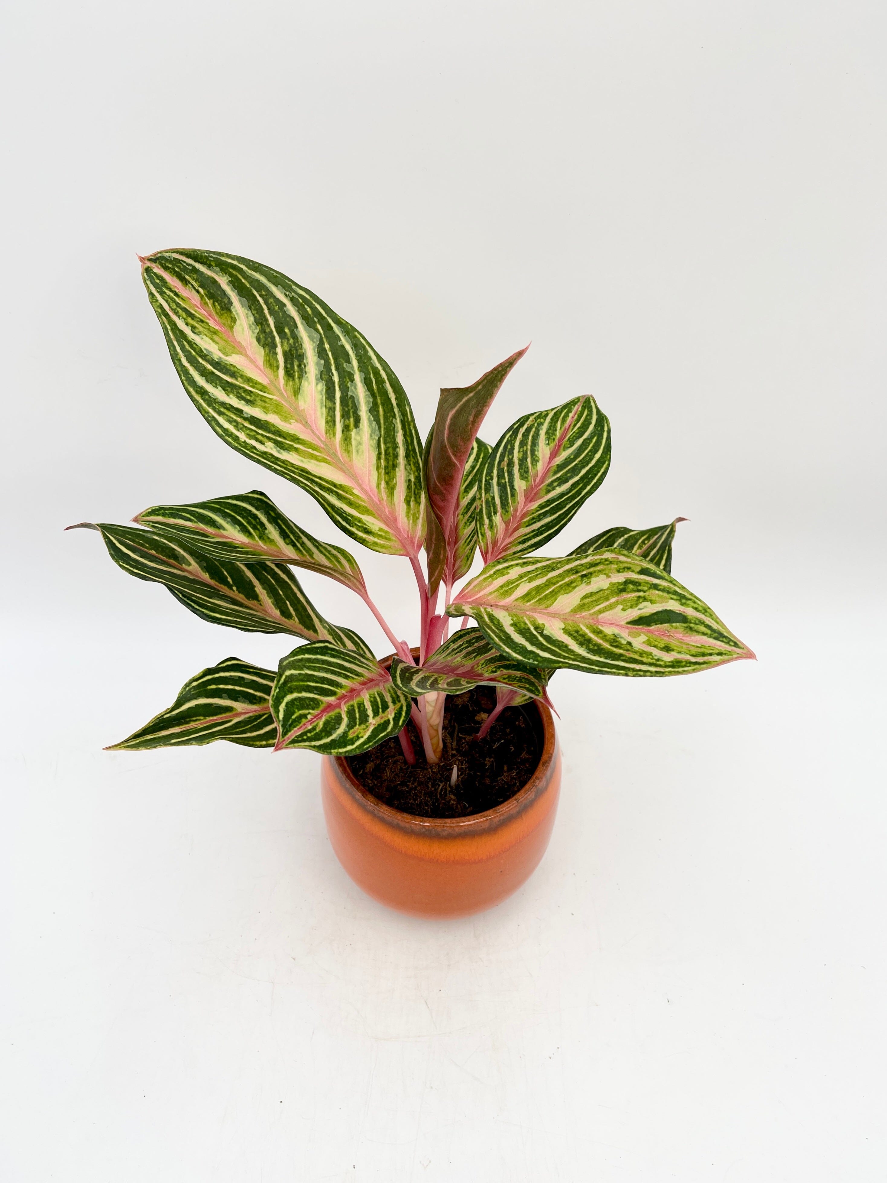 Aglaonema Dreamcatcher, Chinese Evergreen