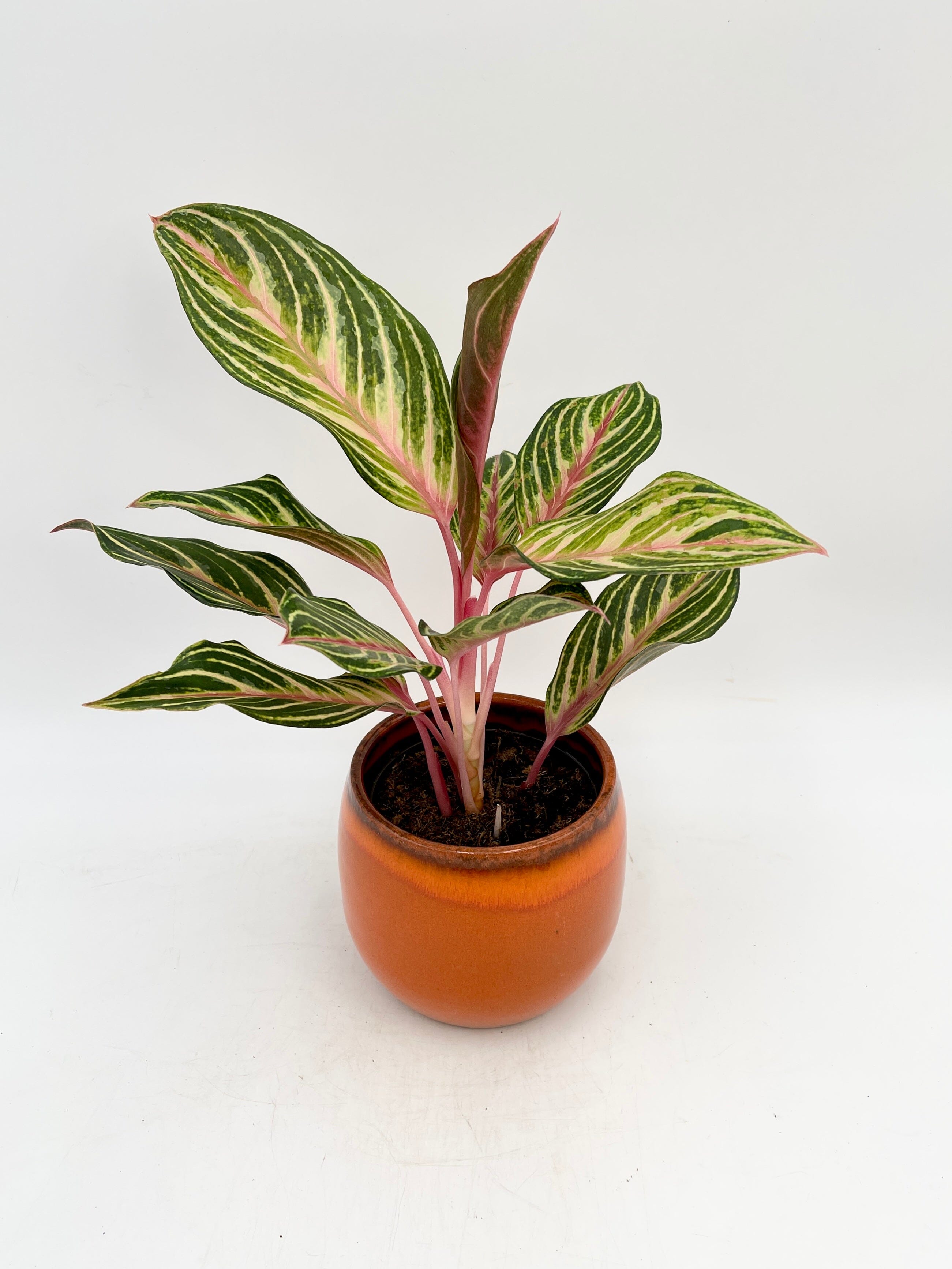 Aglaonema Dreamcatcher, Chinese Evergreen