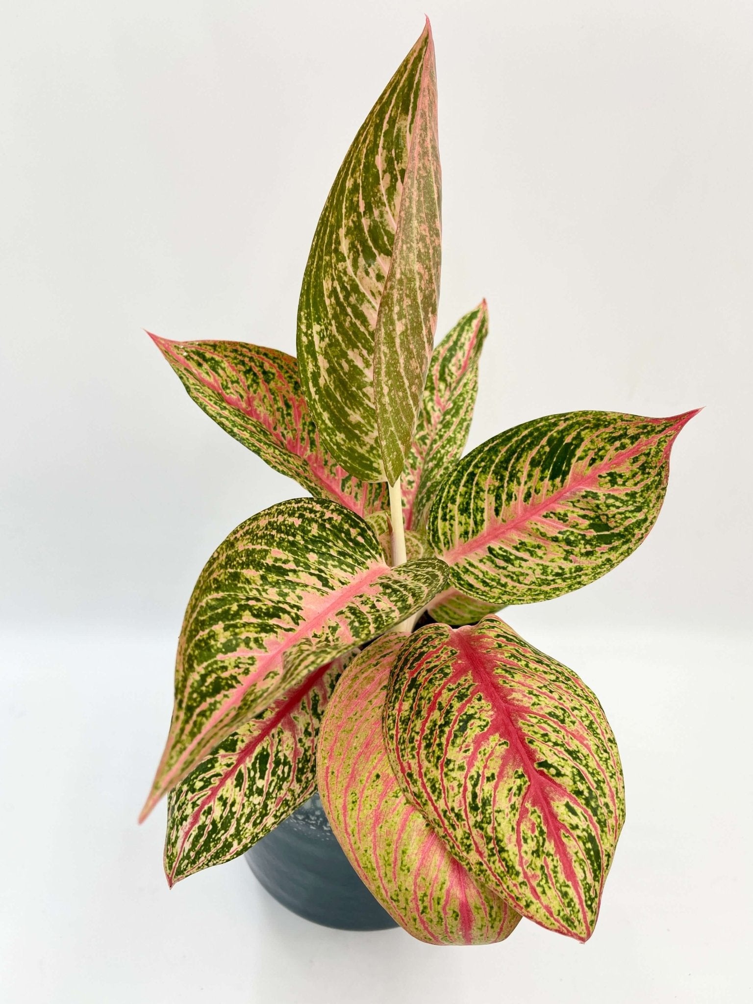 Aglaonema Night Sparkle - Chinese Evergreen