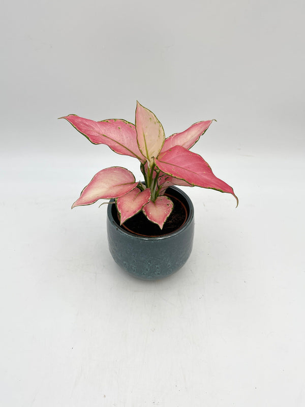 Aglaonema Pink Star, Chinese evergreen