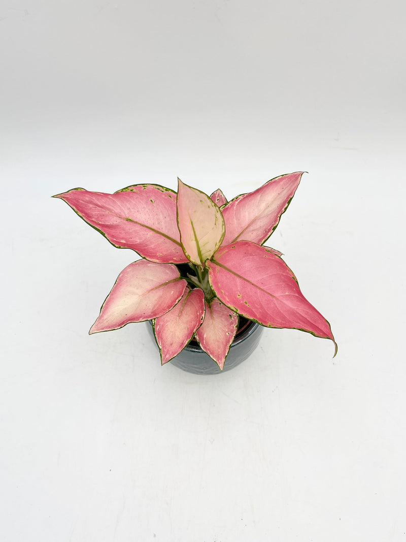 Aglaonema Pink Star, Chinese evergreen