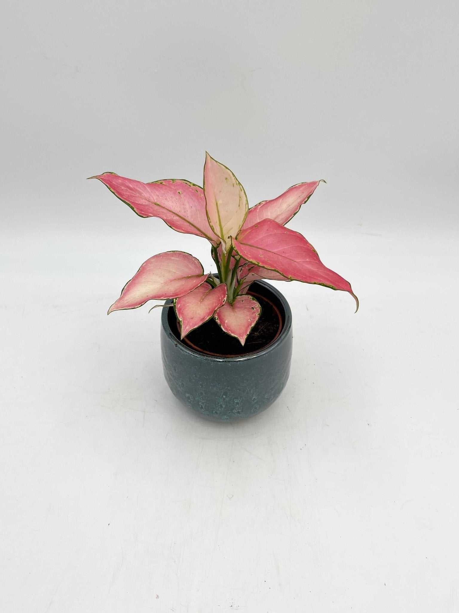 Aglaonema Pink Star | Chinese Evergreen | Pink Houseplant