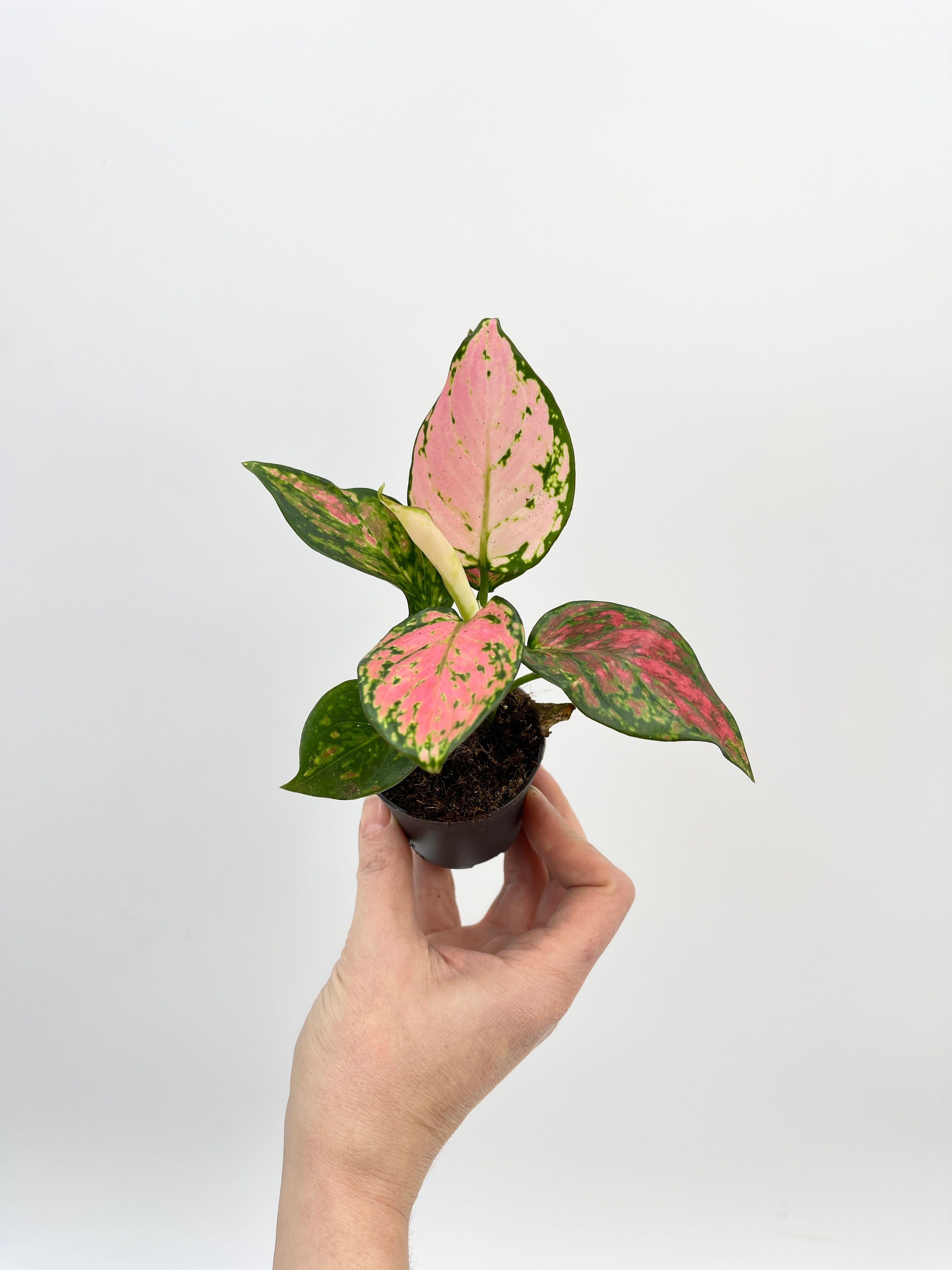 Aglaonema Pinky Promise, Chinese evergreen