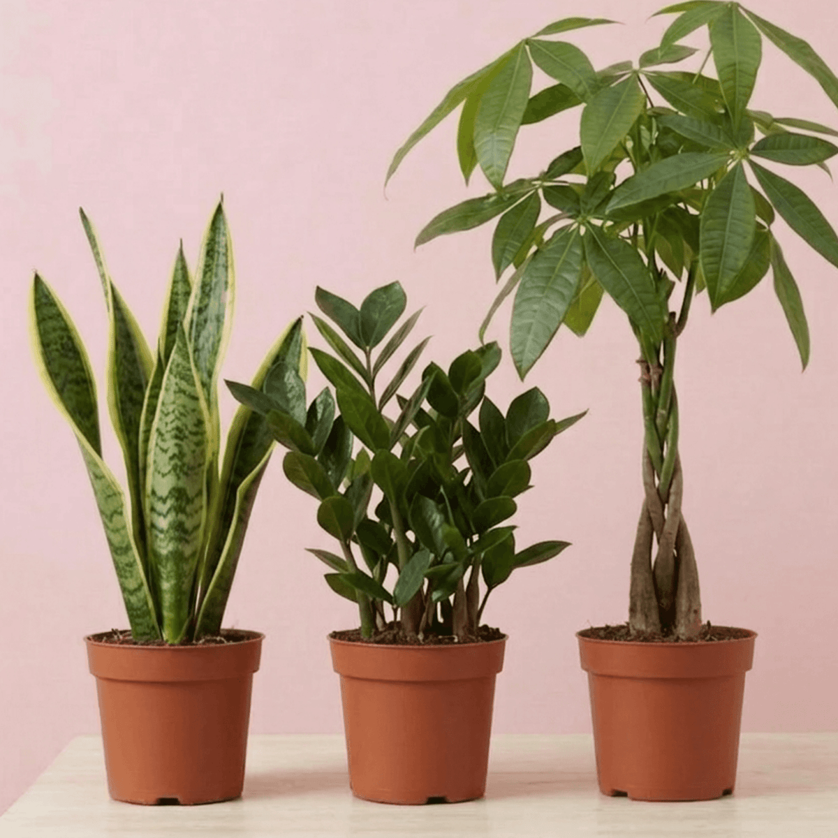 air purifying plants set Air Purifying Plant Bundle