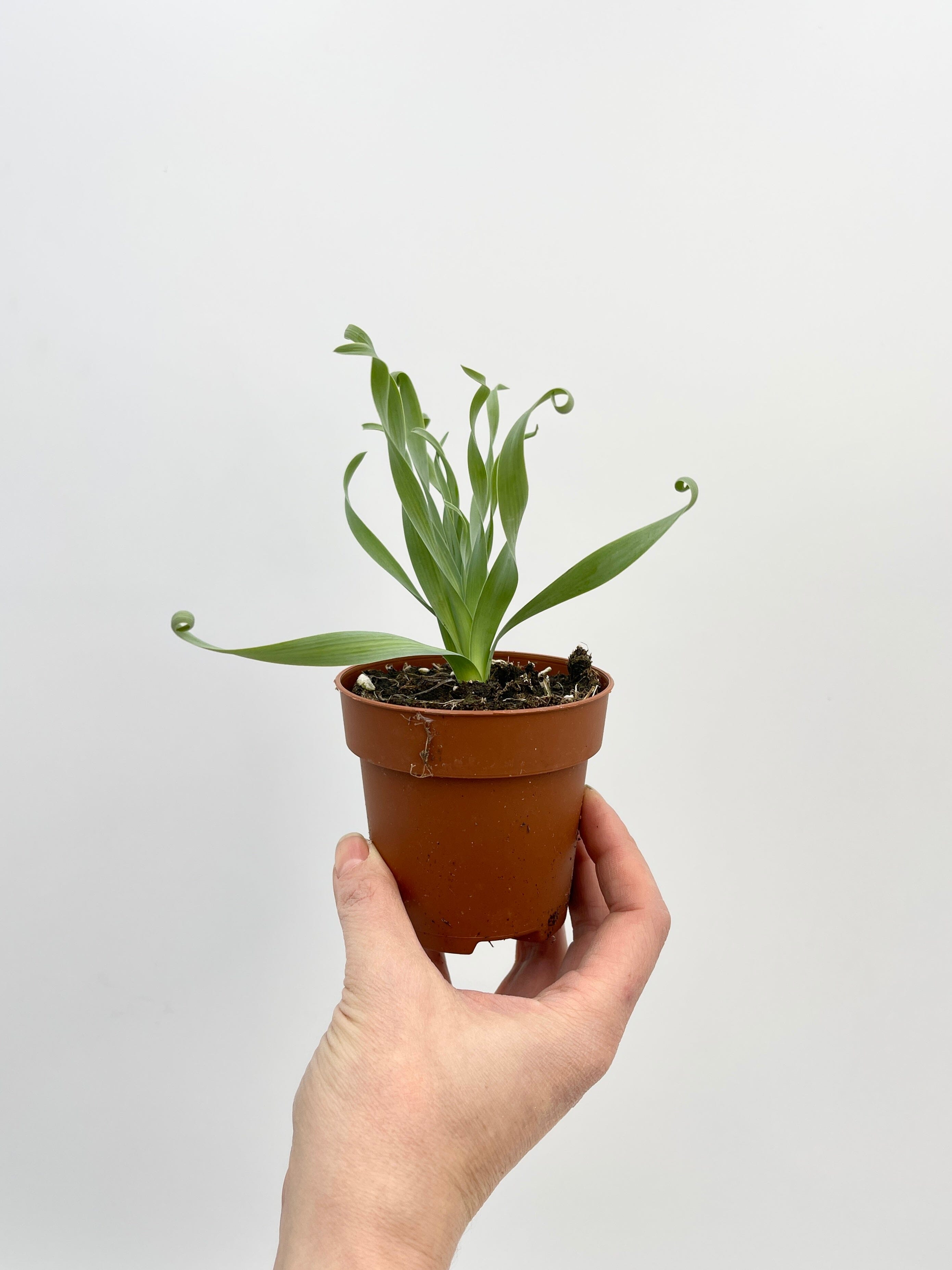 Albuca Spiralis, Albuca Concordiana