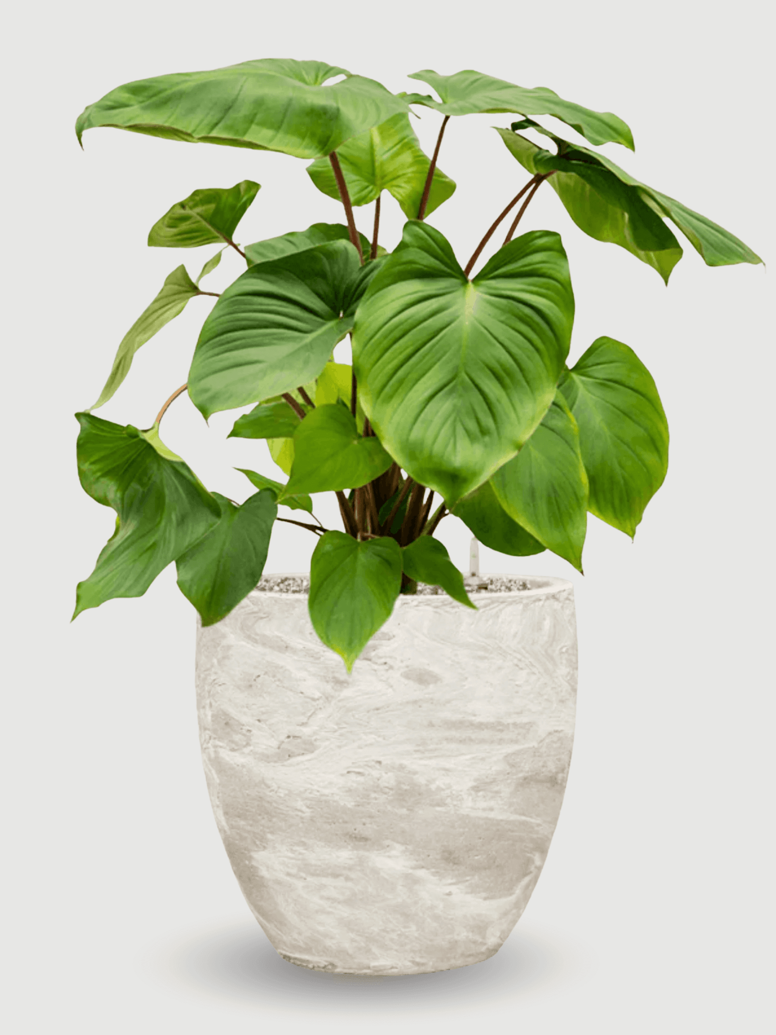 Algar_Plant_Pot_34cm_White_Indoor__Outdoor_Plant_Pot