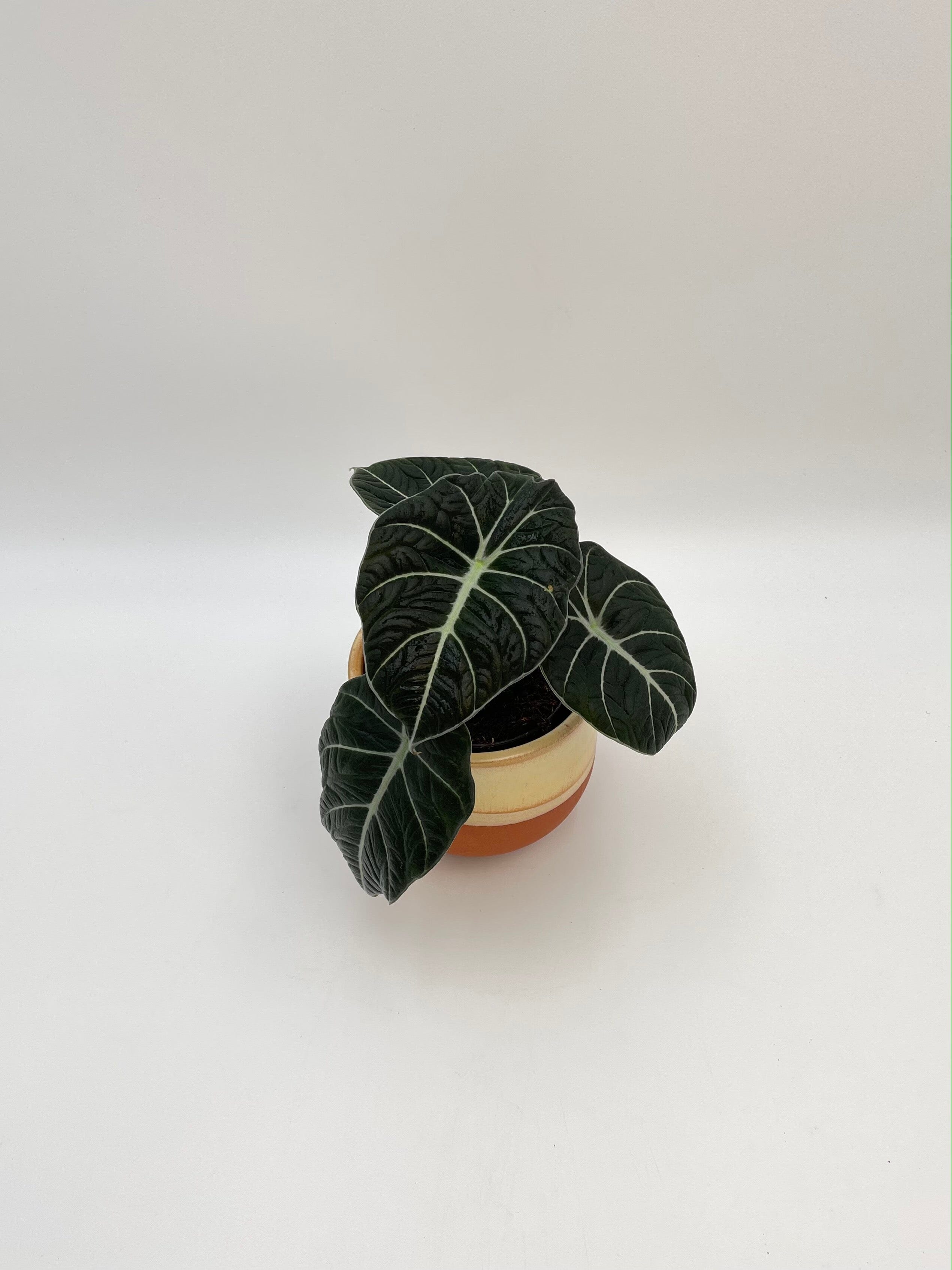 Alocasia Black Velvet, Alocasia Reginula