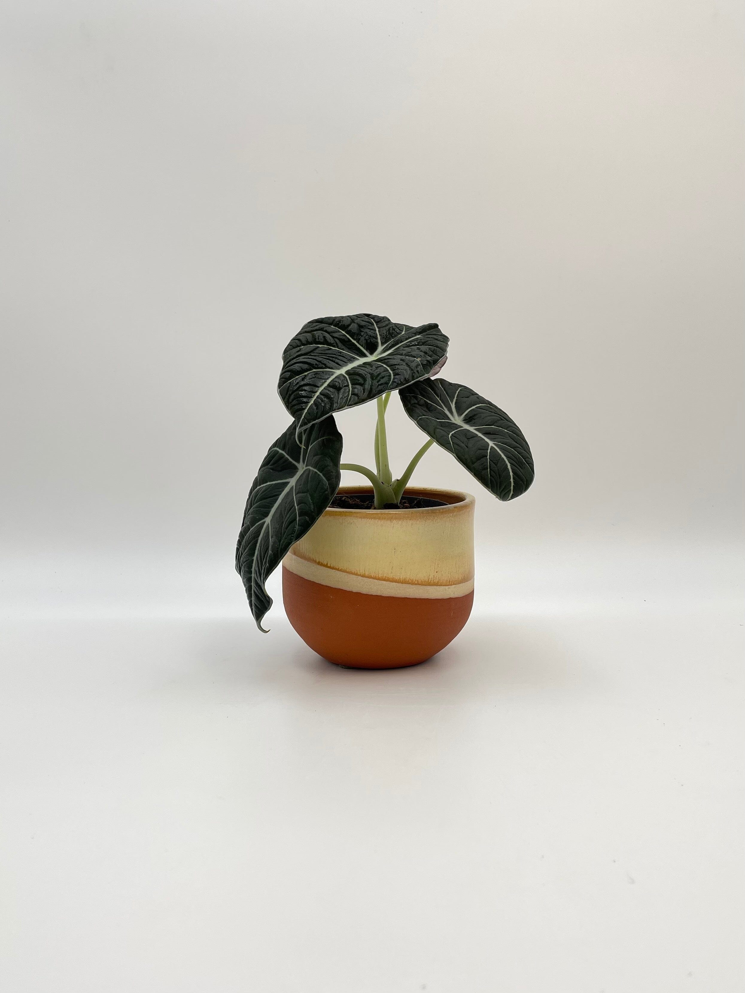 Alocasia Black Velvet, Alocasia Reginula