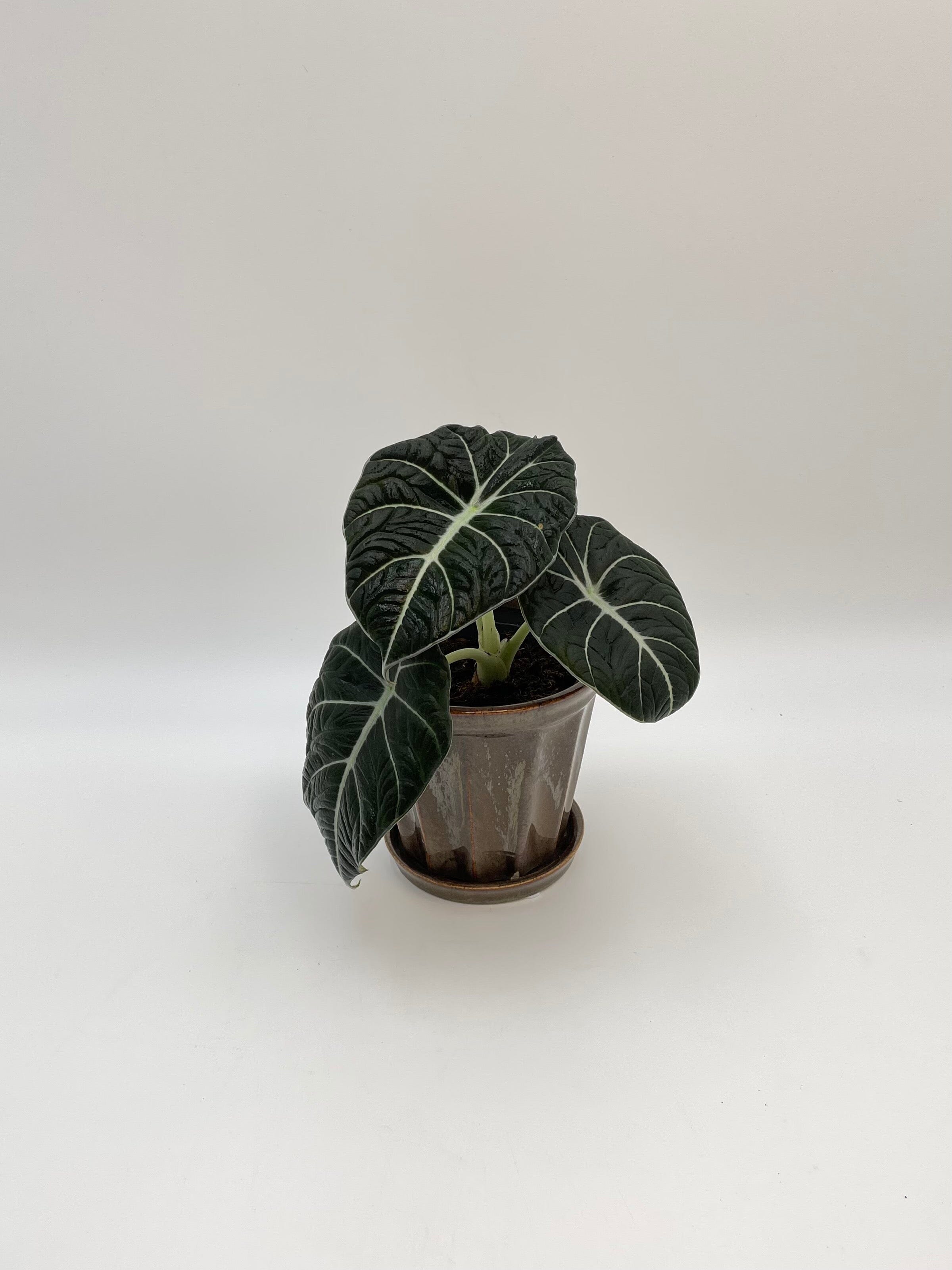 Alocasia Black Velvet, Alocasia Reginula