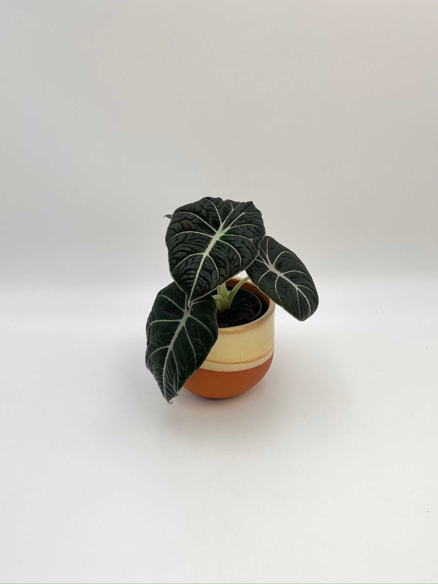 Alocasia Black Velvet, Alocasia Reginula, Rare Houseplant in Multiple Sizes