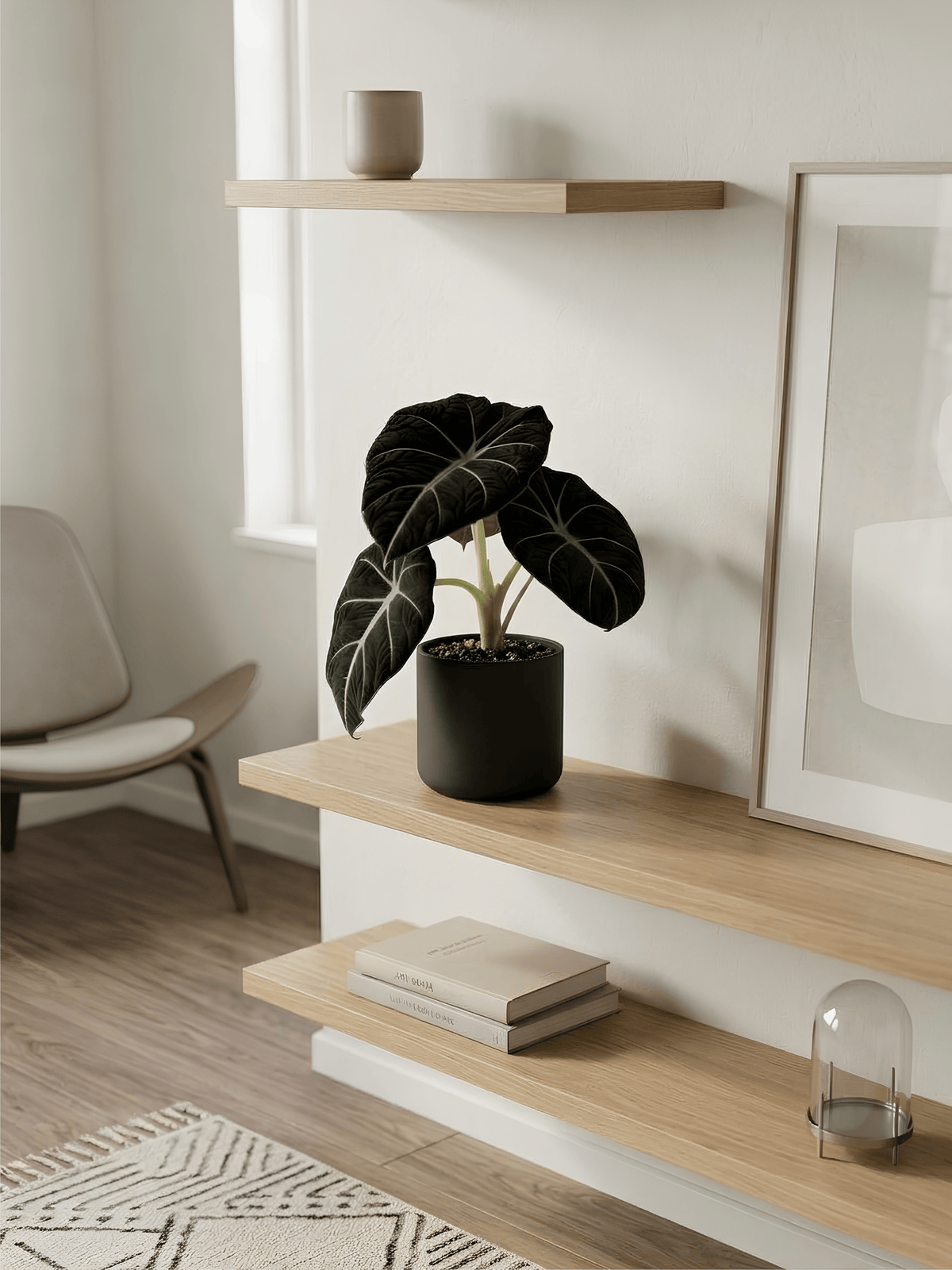 Alocasia Black Velvet, Alocasia Reginula, Rare Houseplant in Multiple Sizes - Rebel Plants