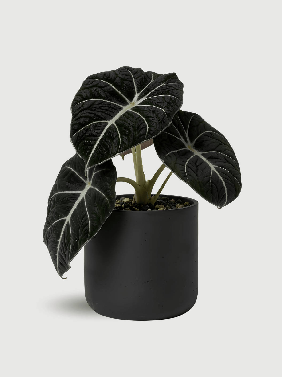 Alocasia Black Velvet, Alocasia Reginula, Rare Houseplant in Multiple Sizes - Rebel Plants