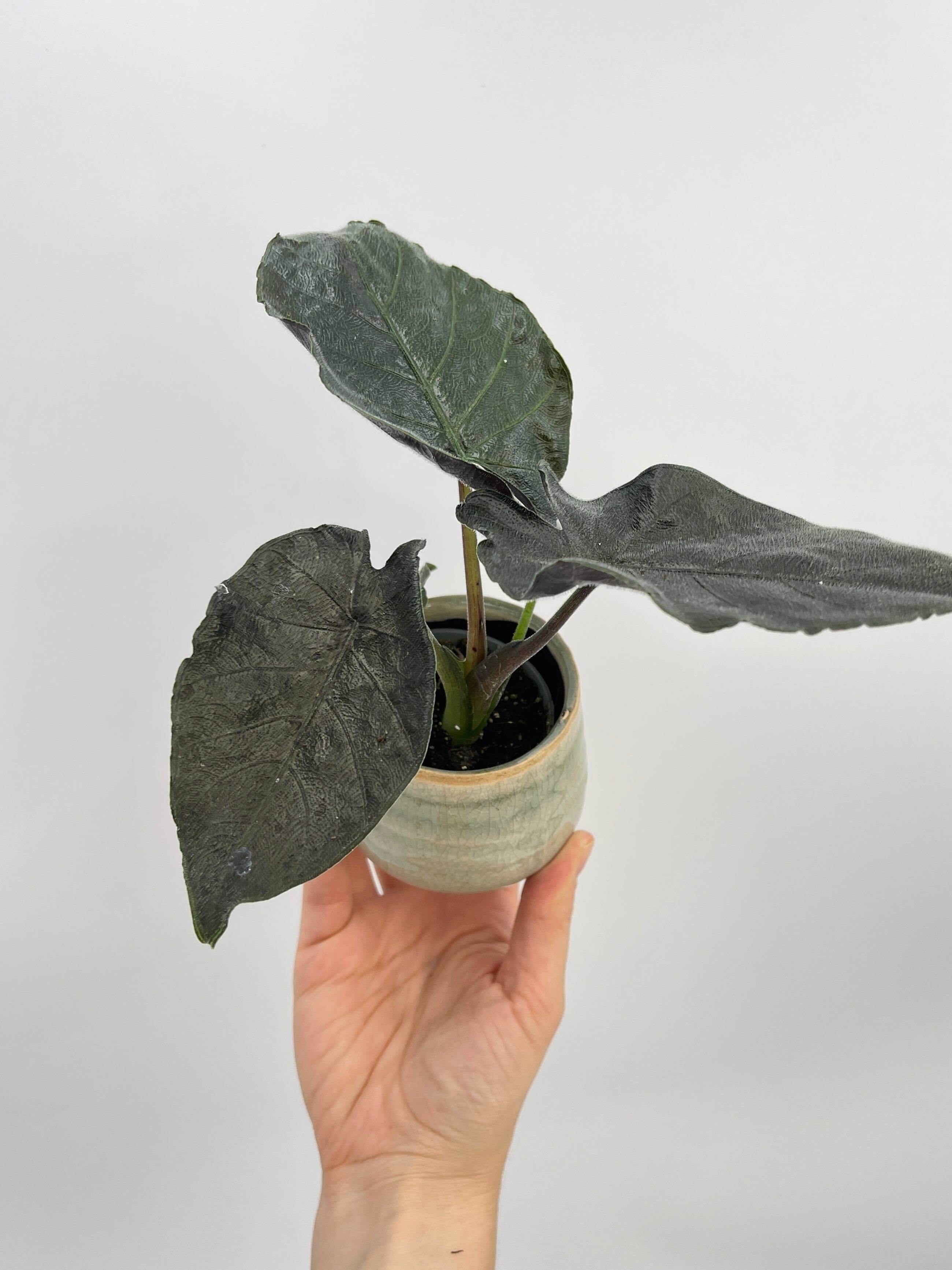 Alocasia Chienlii Antoro Velvet