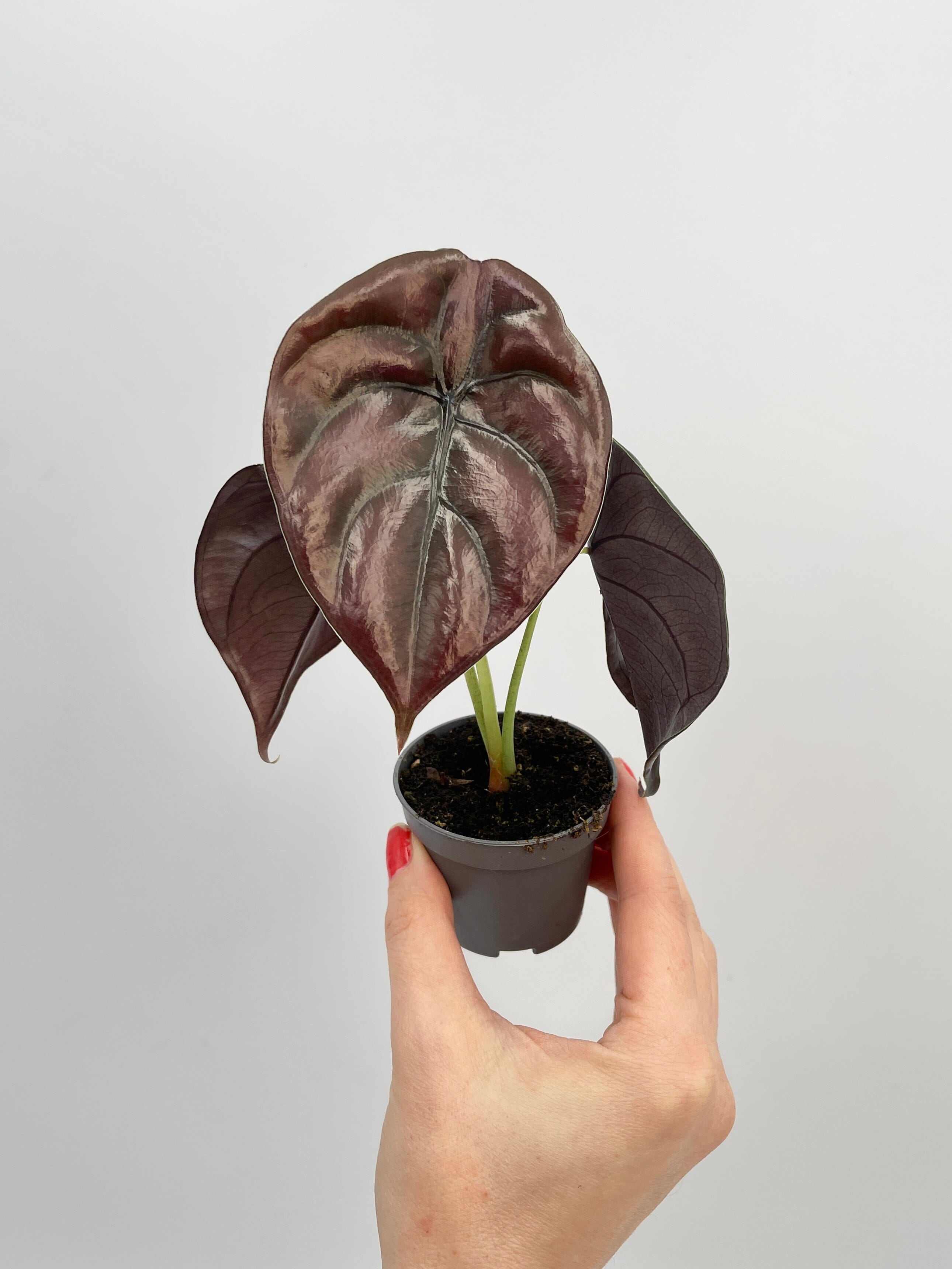 Alocasia Cuprea, Alocasia Red Secret, Baby Plant