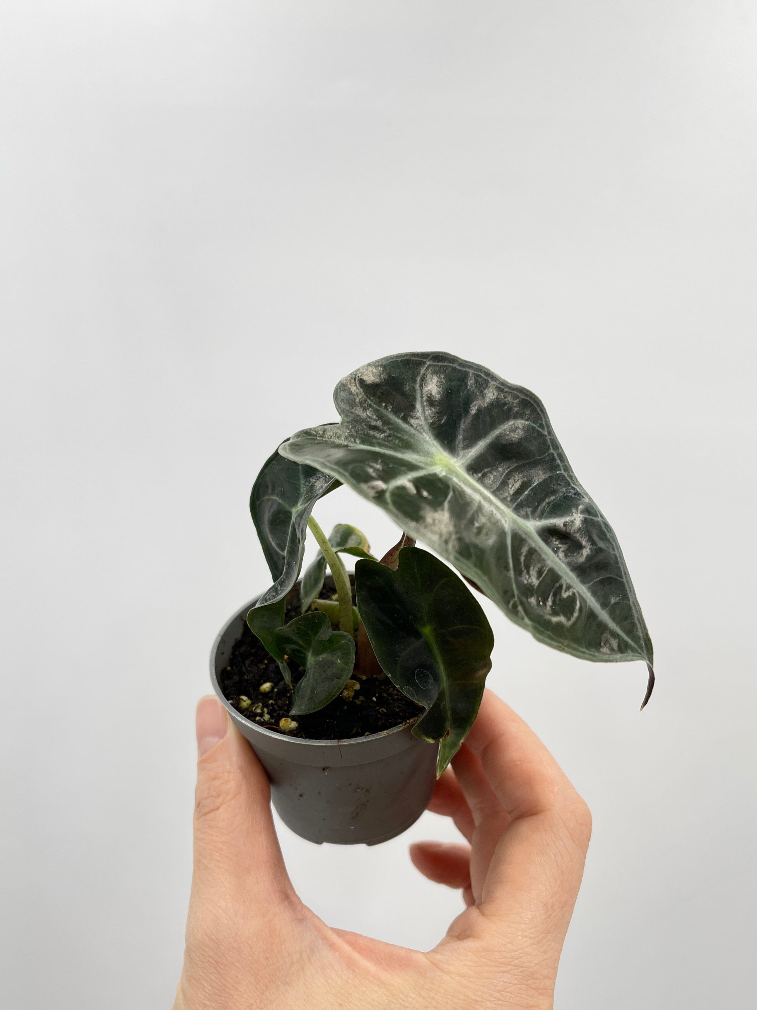 Alocasia Curly Bambino, Baby Plant